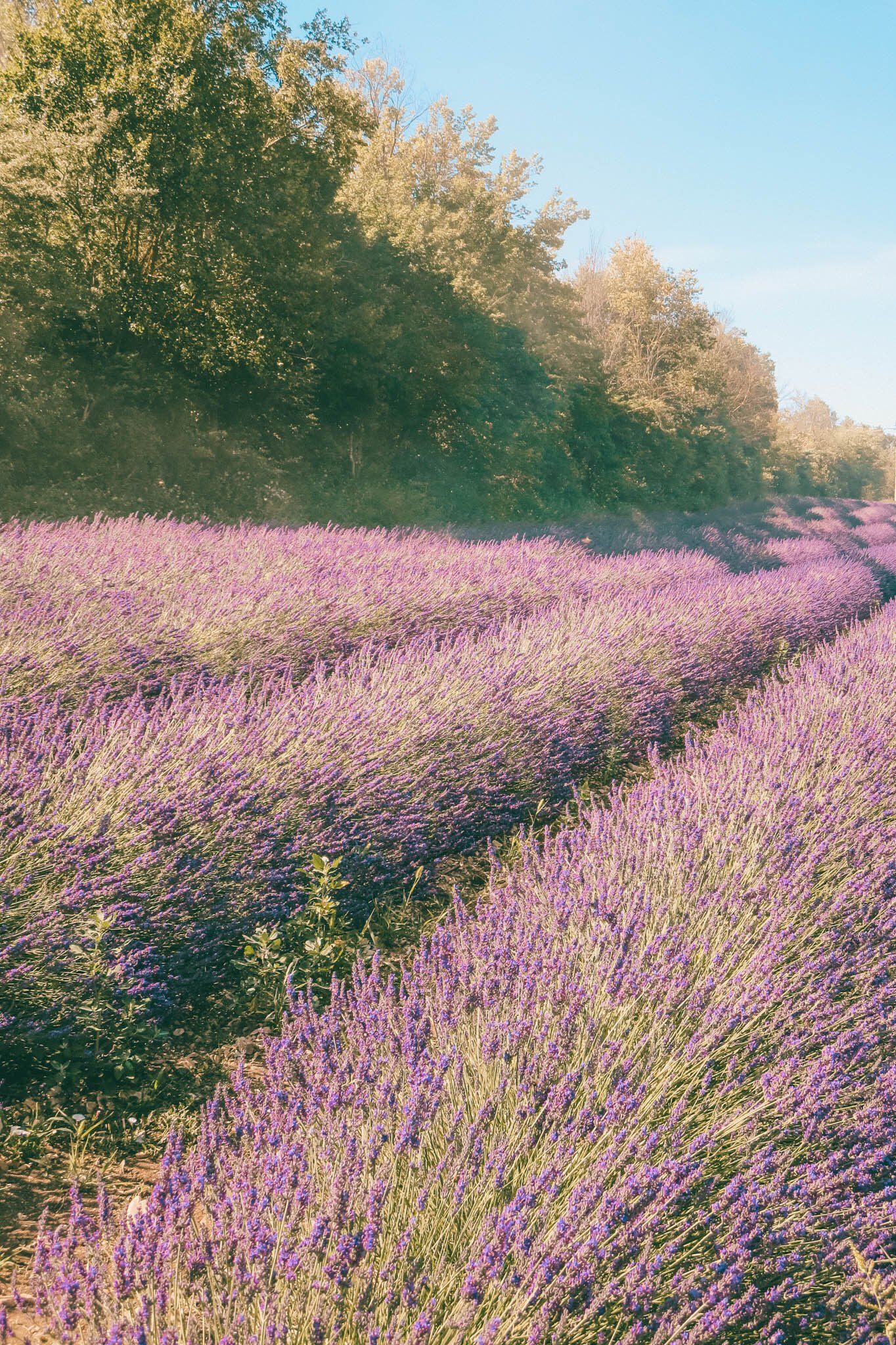 jana meerman provence-19