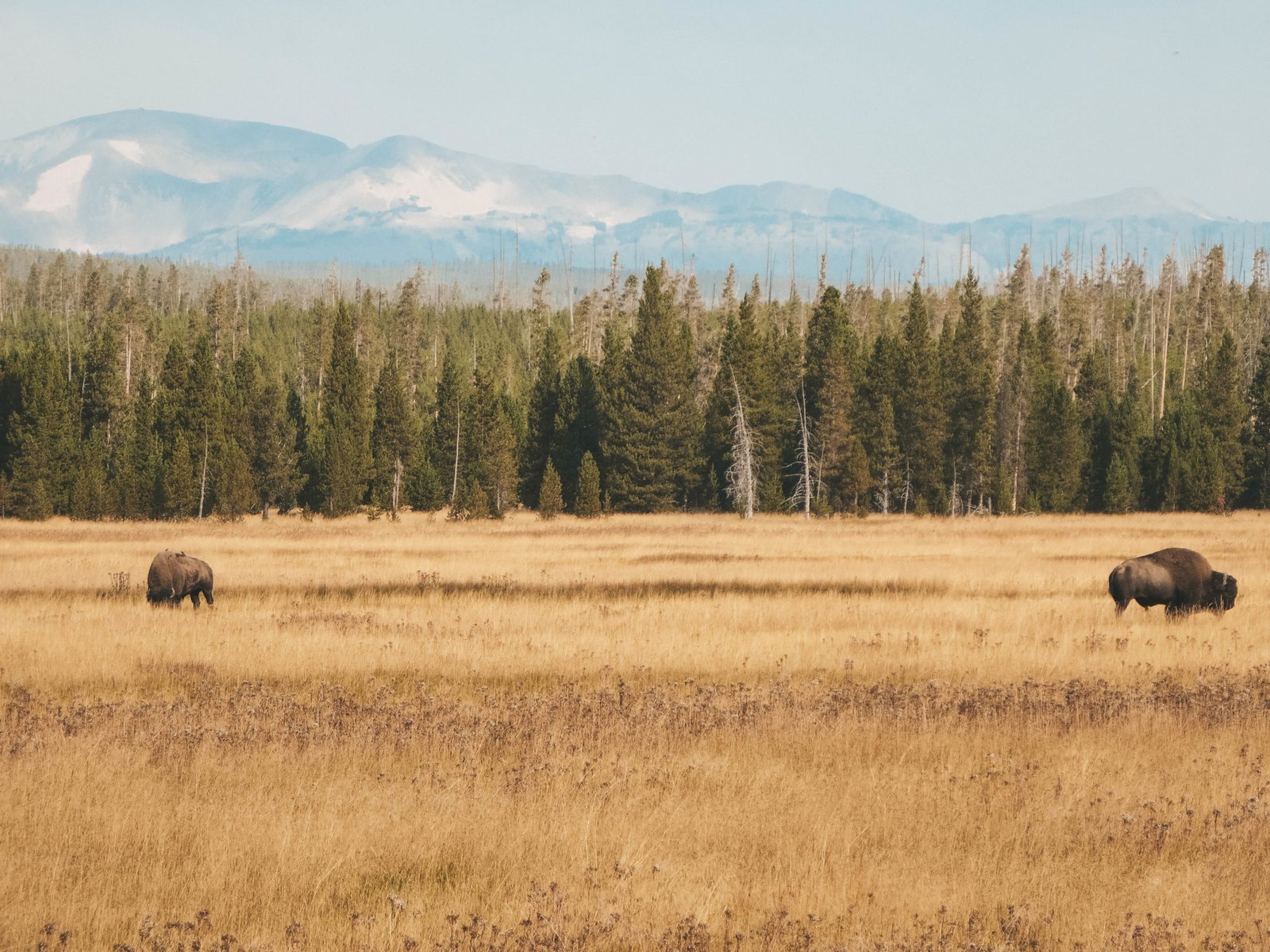 jana meerman yellowstone national park-23