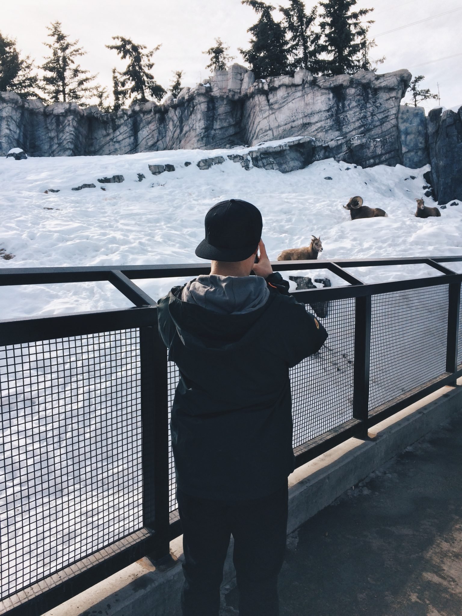 jana meerman calgary zoo