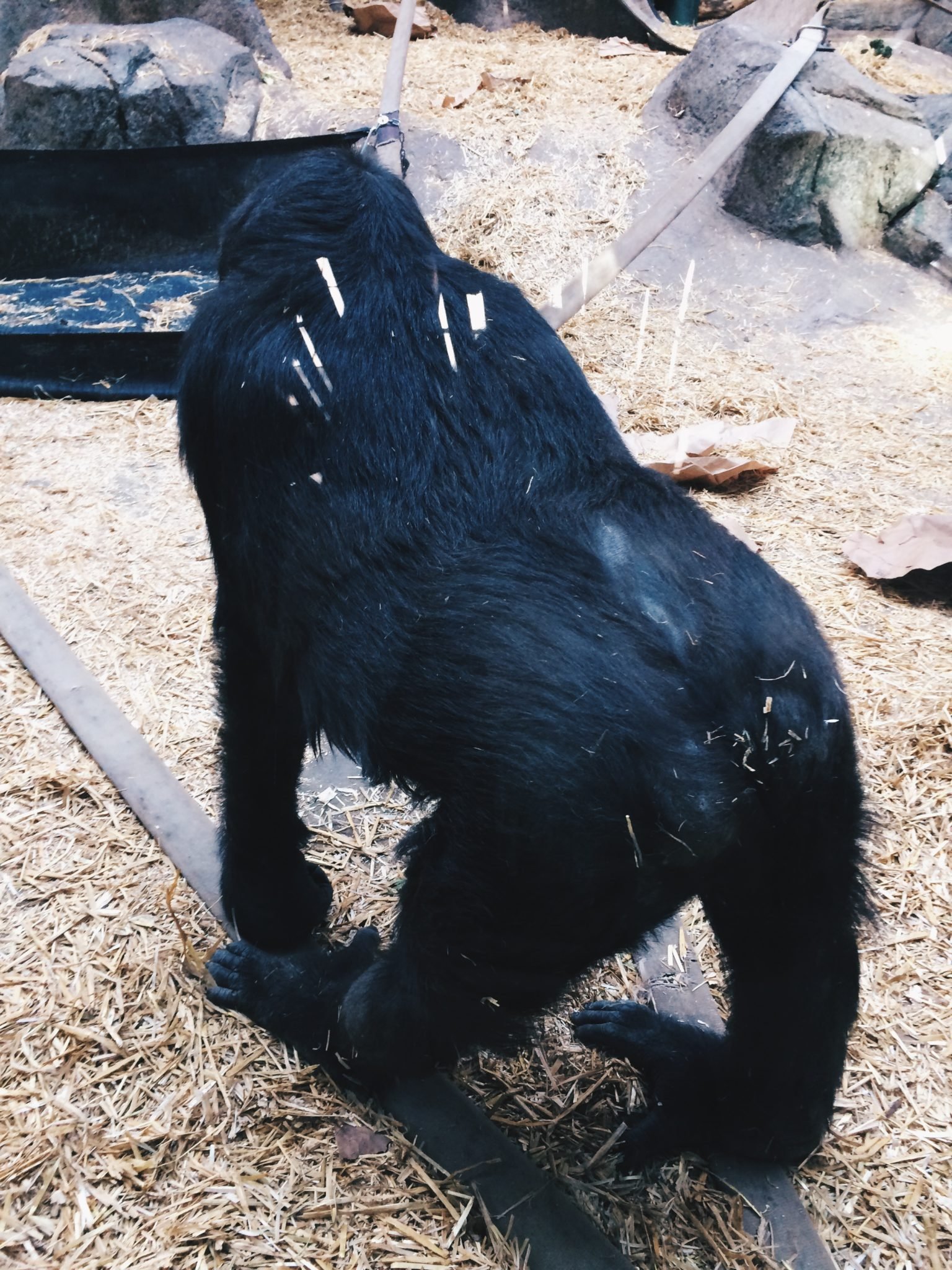 jana meerman calgary zoo