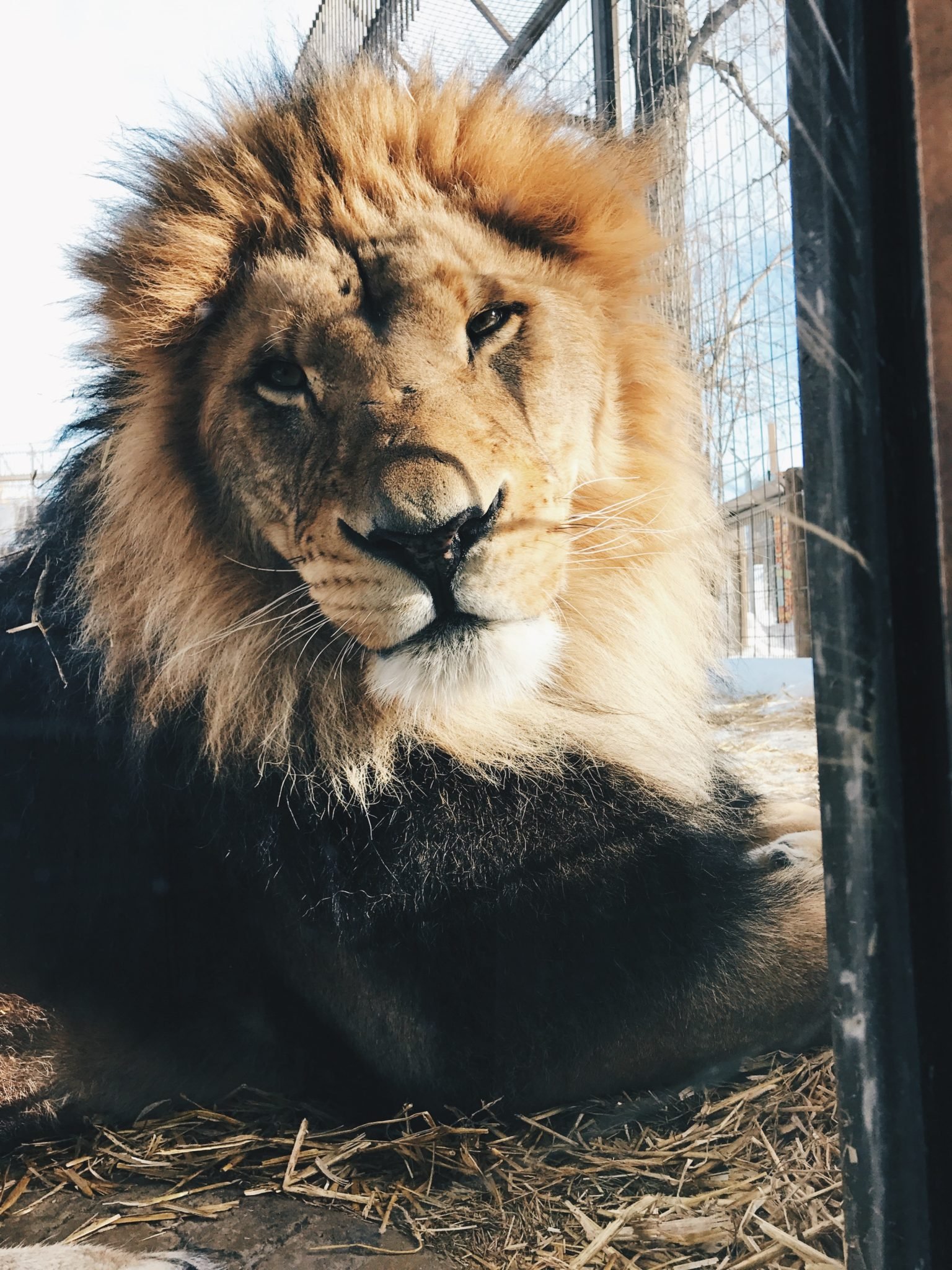 jana meerman calgary zoo