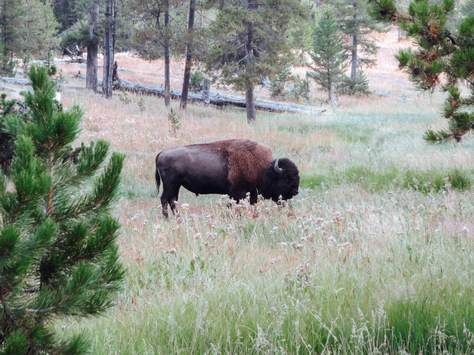 jana meerman yellowstone national park-23