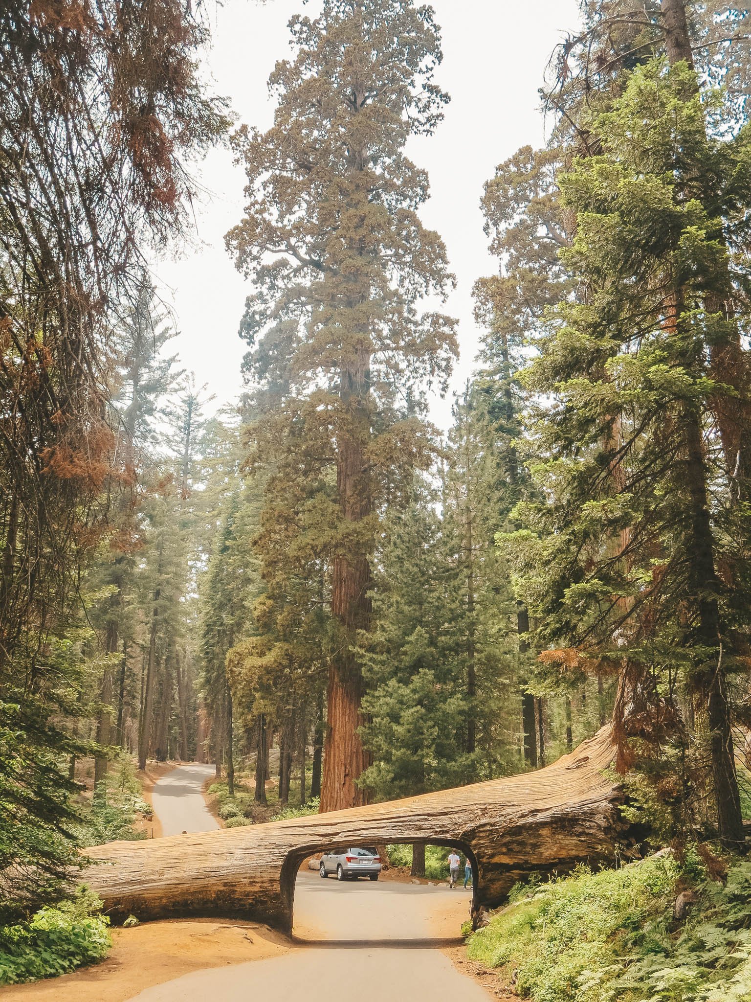 jana meerman sequoia kings canyon national parks-16