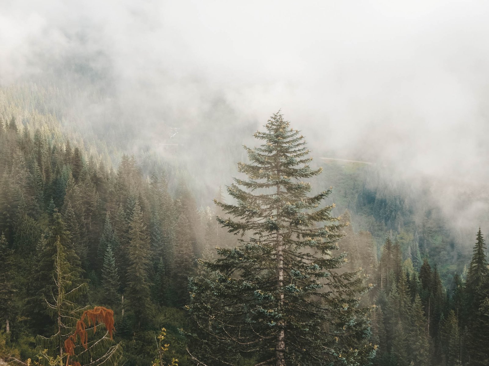 jana meerman mount rainier national park-1