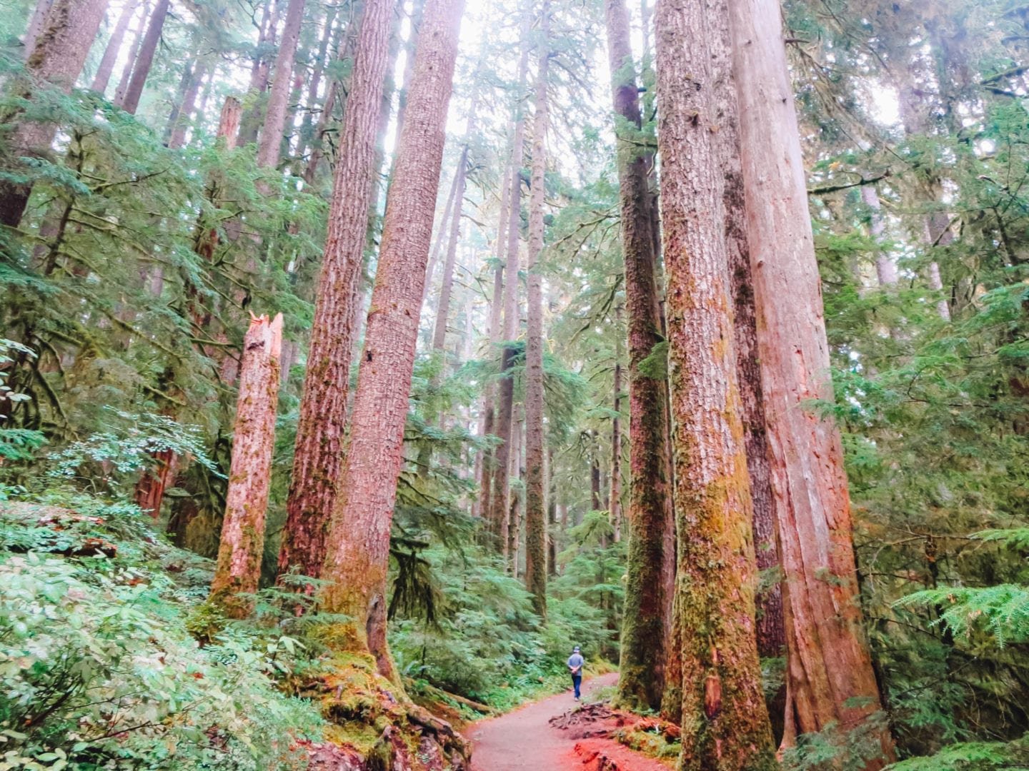 jana meerman olympic national park-7