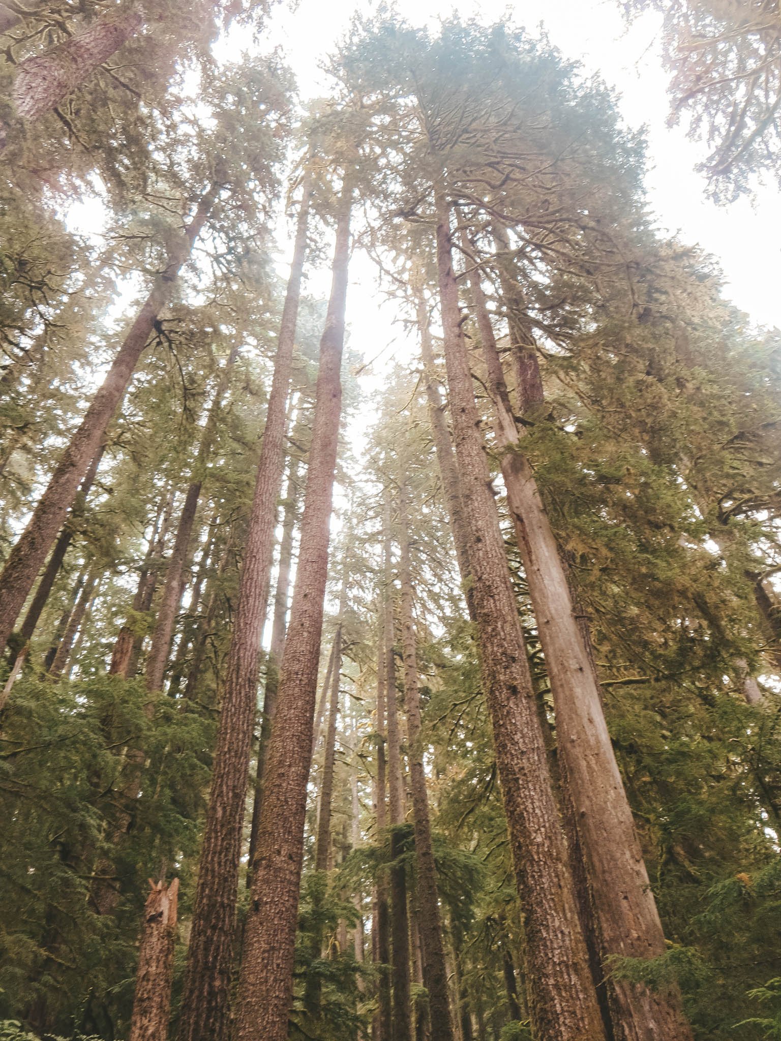 jana meerman olympic national park-1