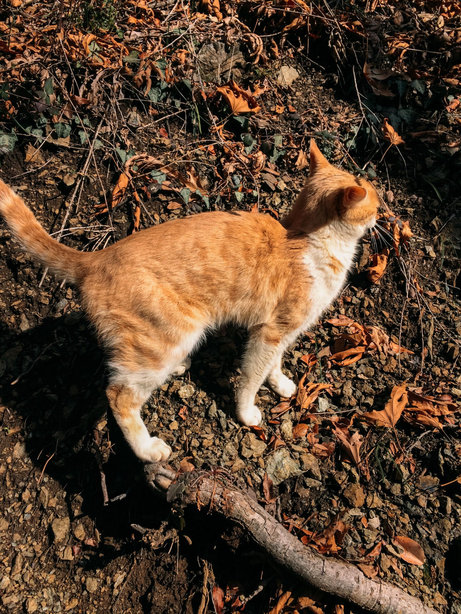 jana meerman caledonia waterfall cyprus (1)