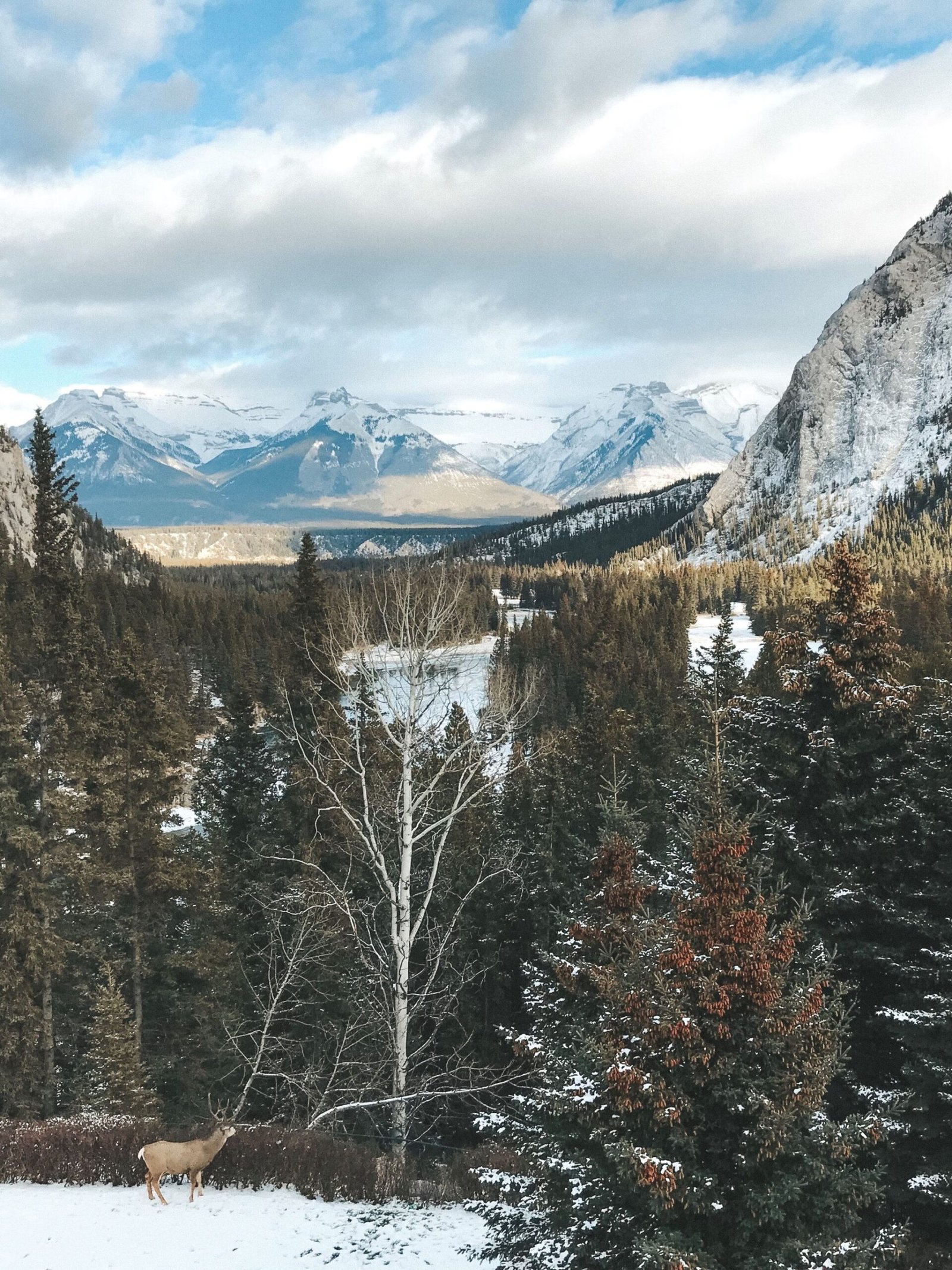 jana meerman fairmont banff (1)