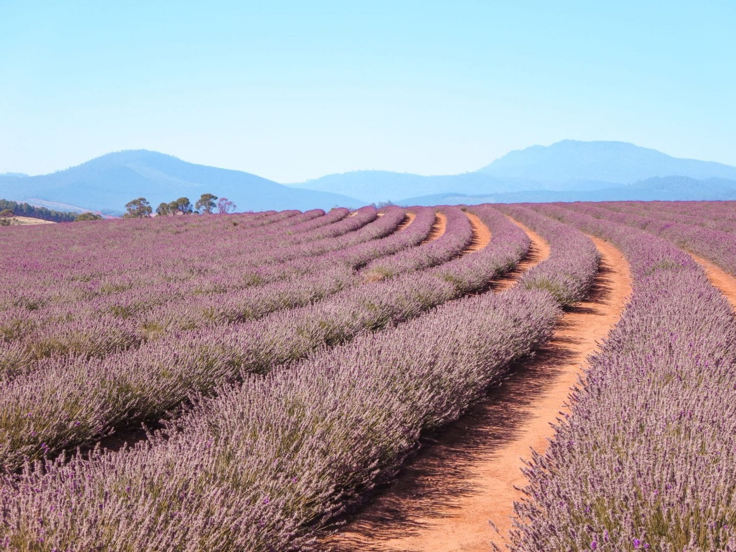 jana meerman bridestowe lavender farm launceston (1)