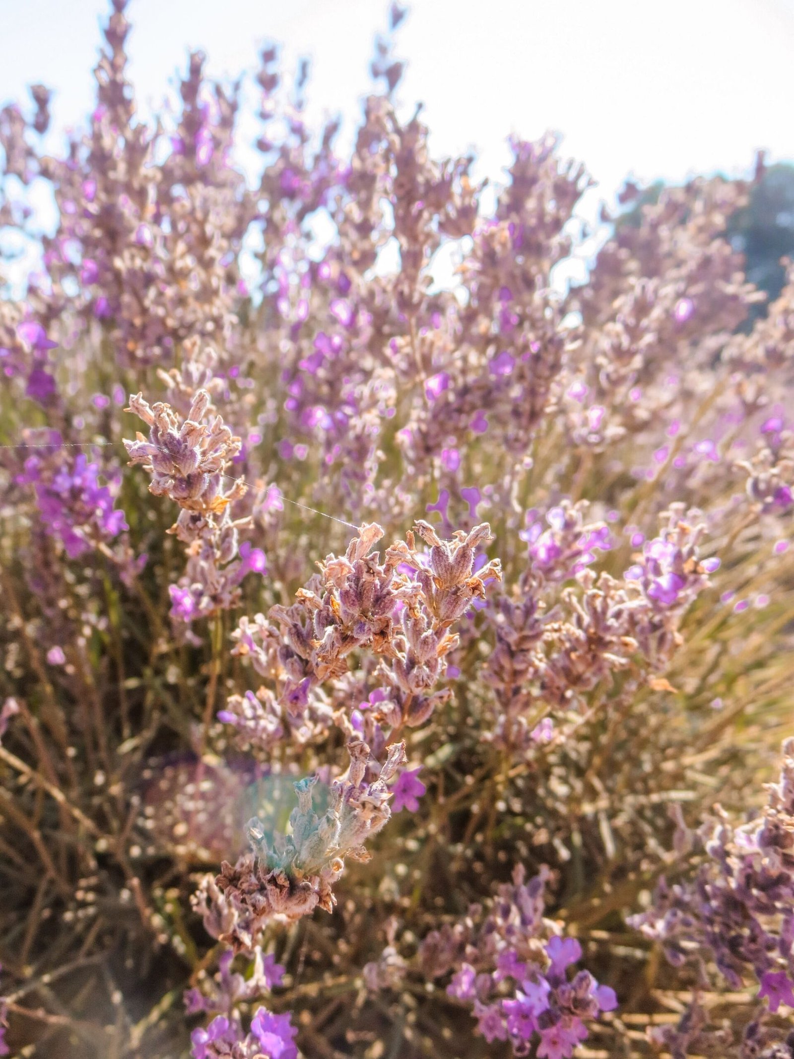jana meerman bridestowe lavender farm launceston (1)