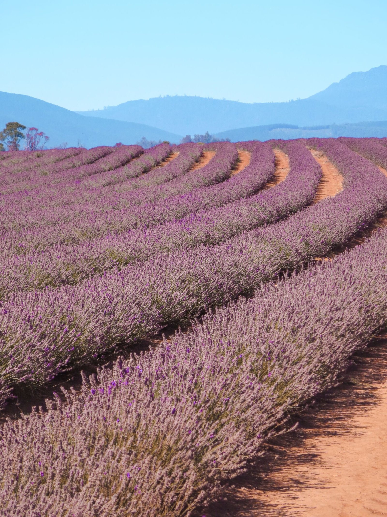 jana meerman bridestowe lavender farm launceston (6)