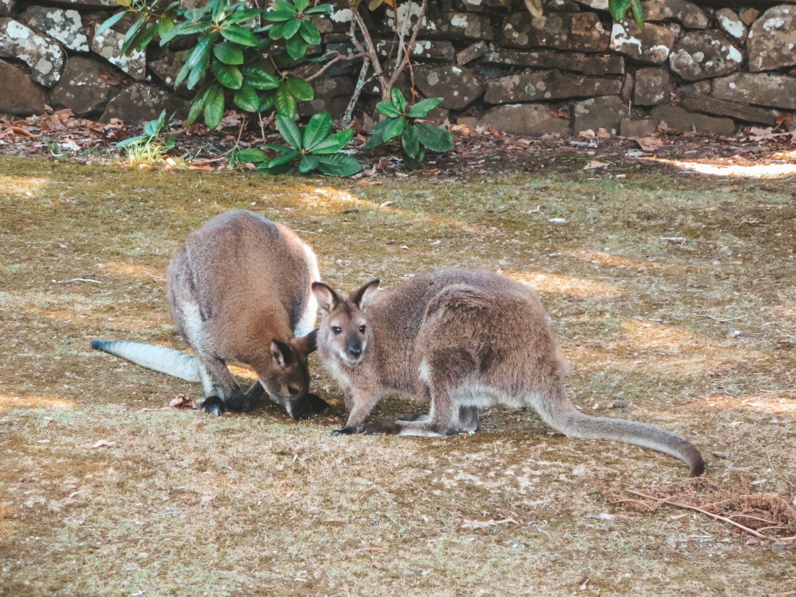 jana meerman cataract gorge launceston (3)