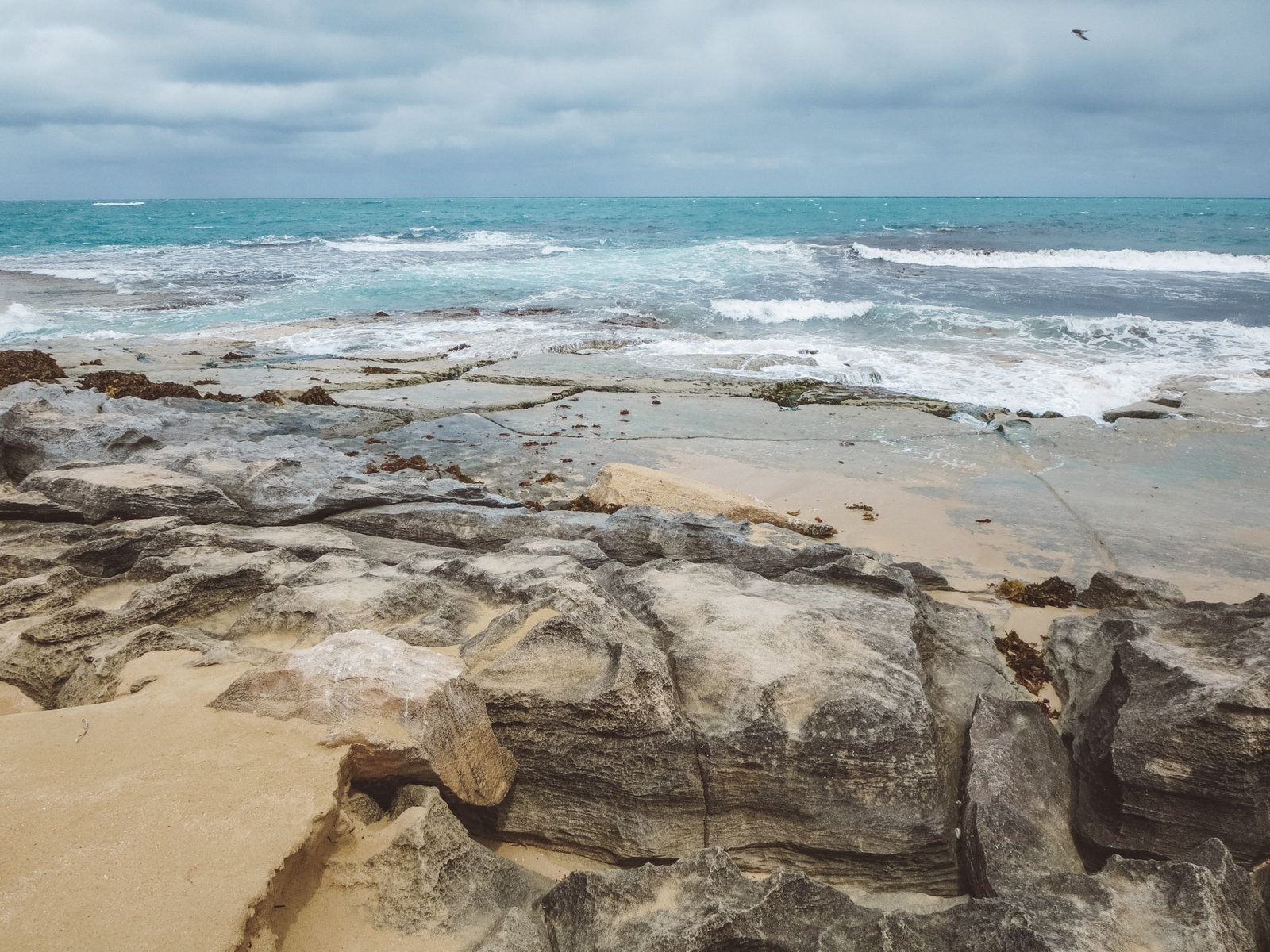 jana meerman penguin island perth (1)