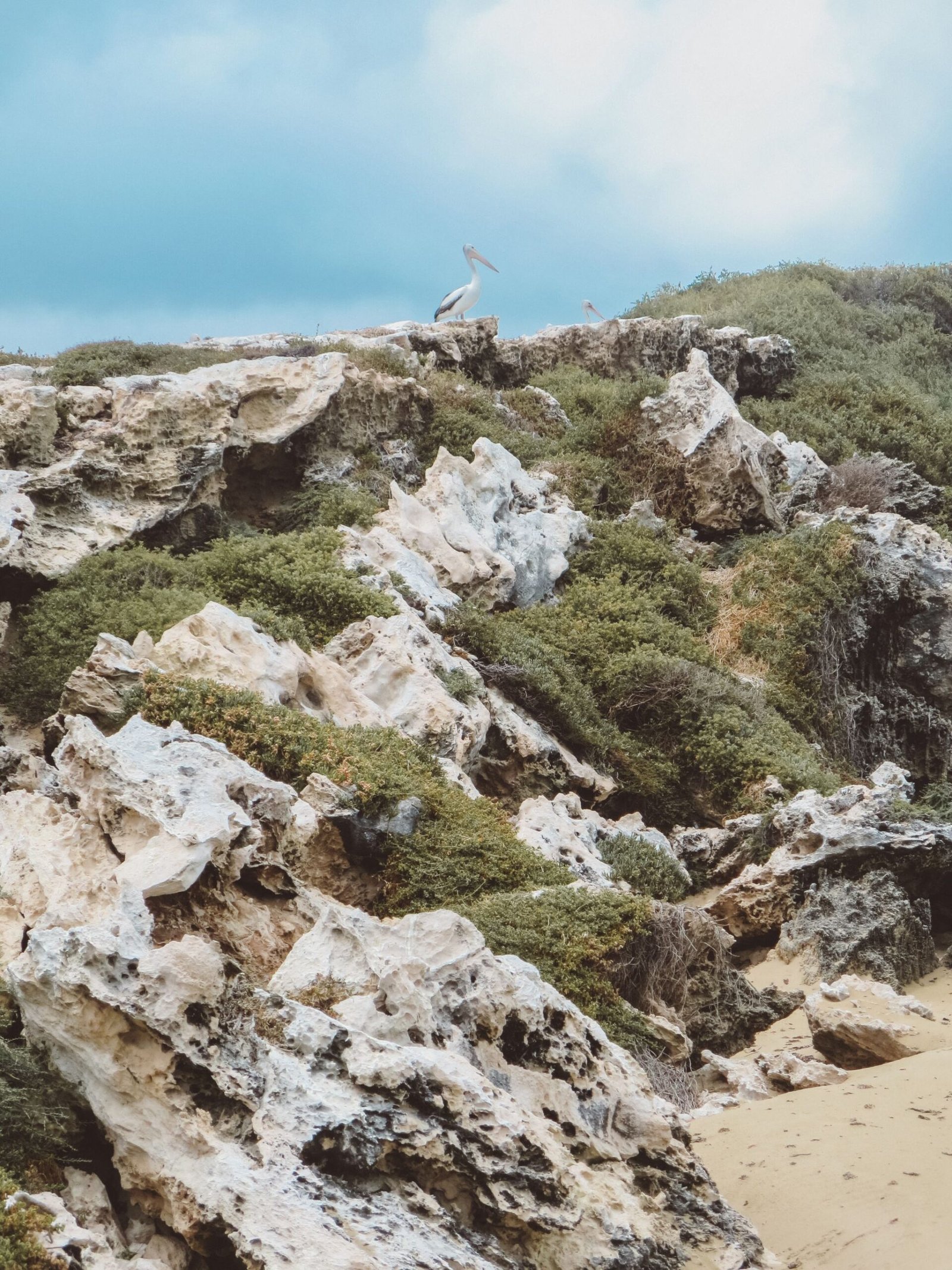 jana meerman penguin island perth (1)