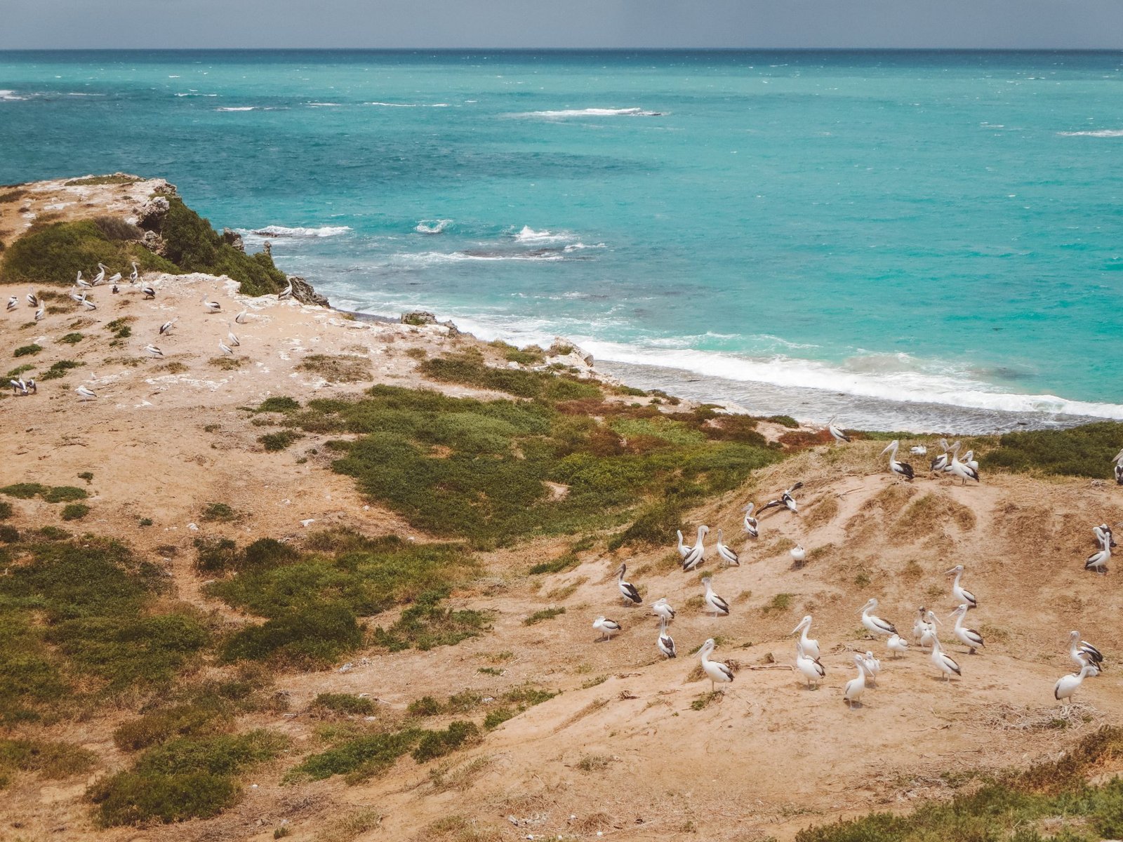 jana meerman penguin island perth (1)