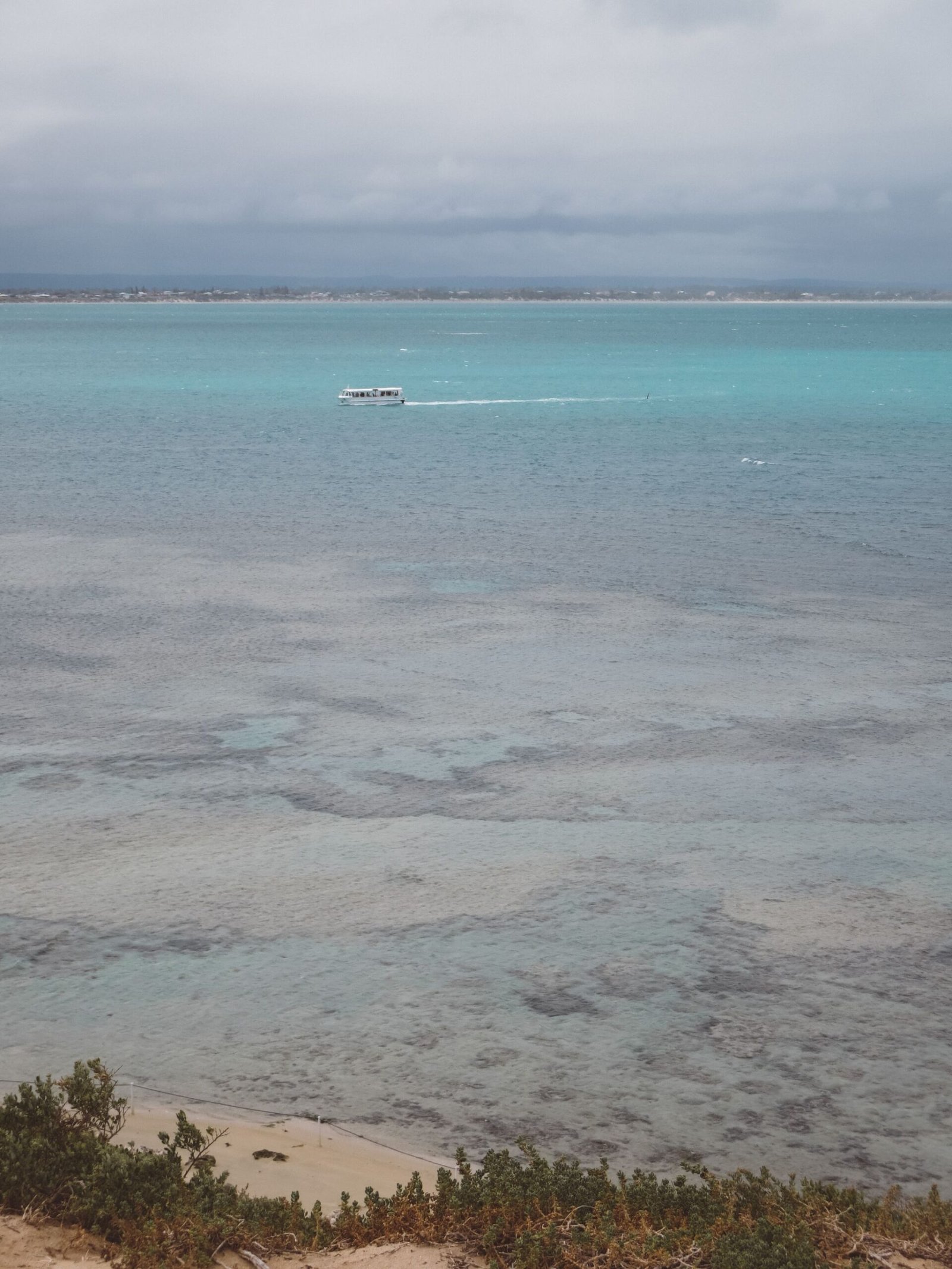 jana meerman penguin island perth (4)