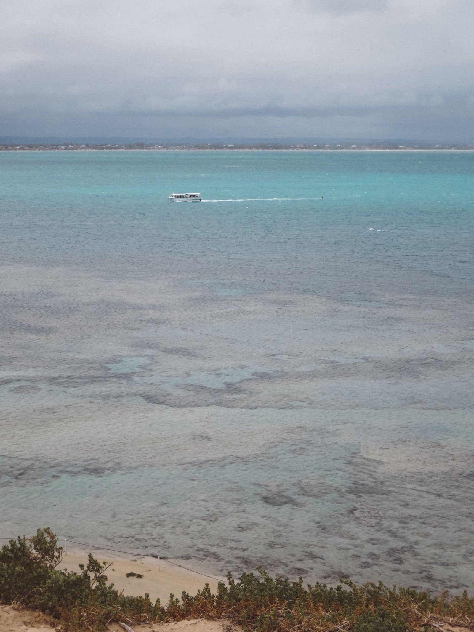 jana meerman penguin island perth (4)