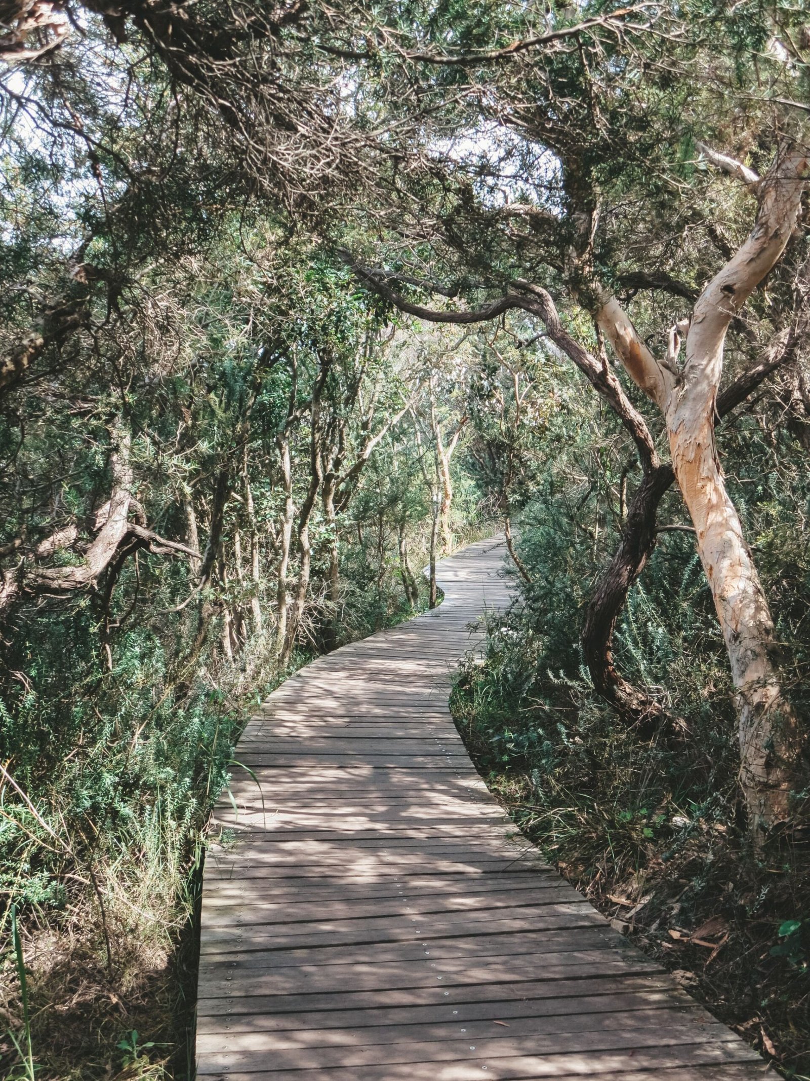 jana meerman rose bay watsons bay sydney (1)