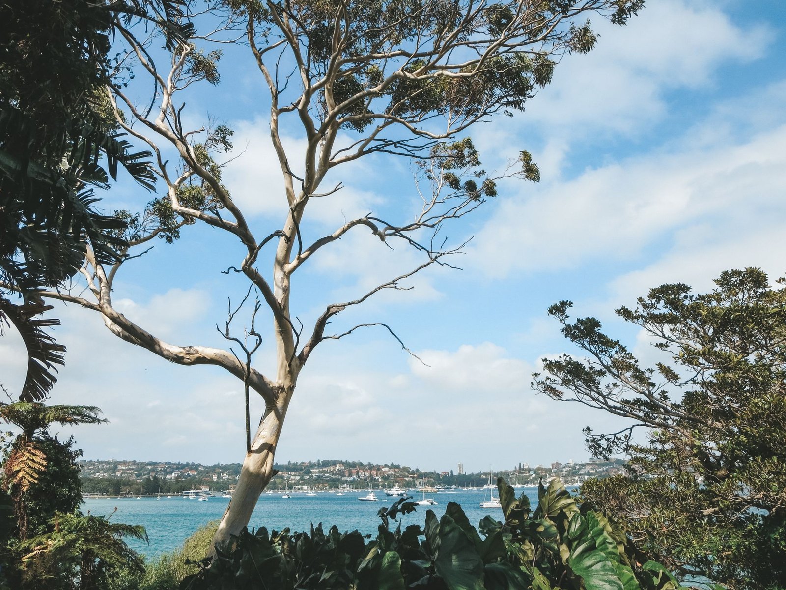 jana meerman rose bay watsons bay sydney (1)