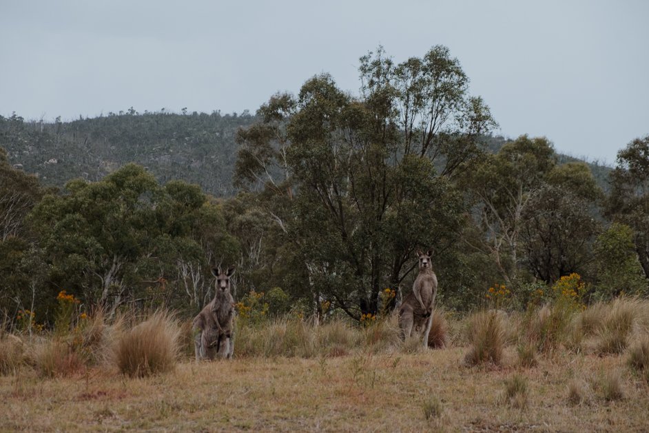 jana meerman snowy mountains highway australia-1