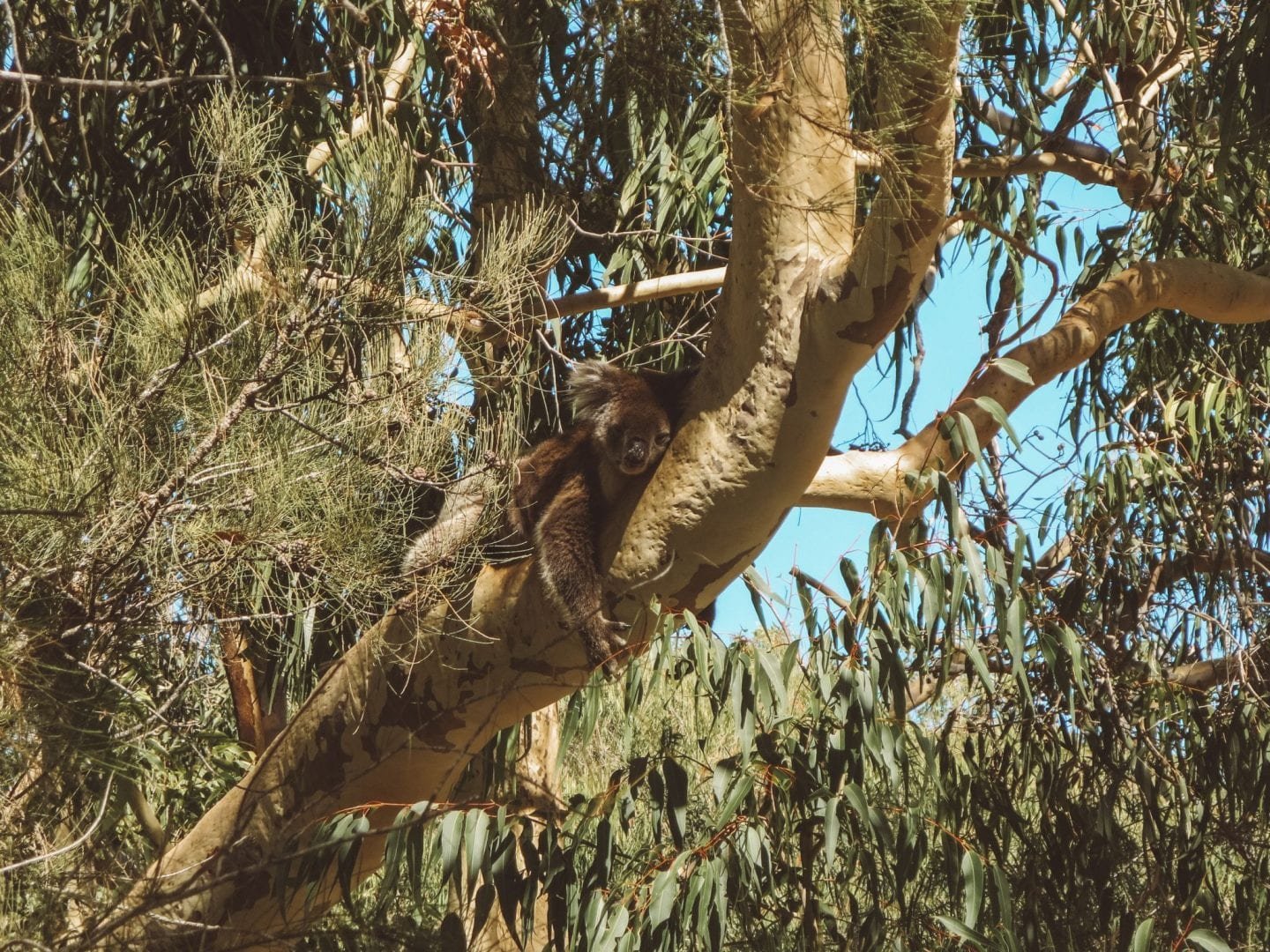 jana meerman yanchep national park (2)