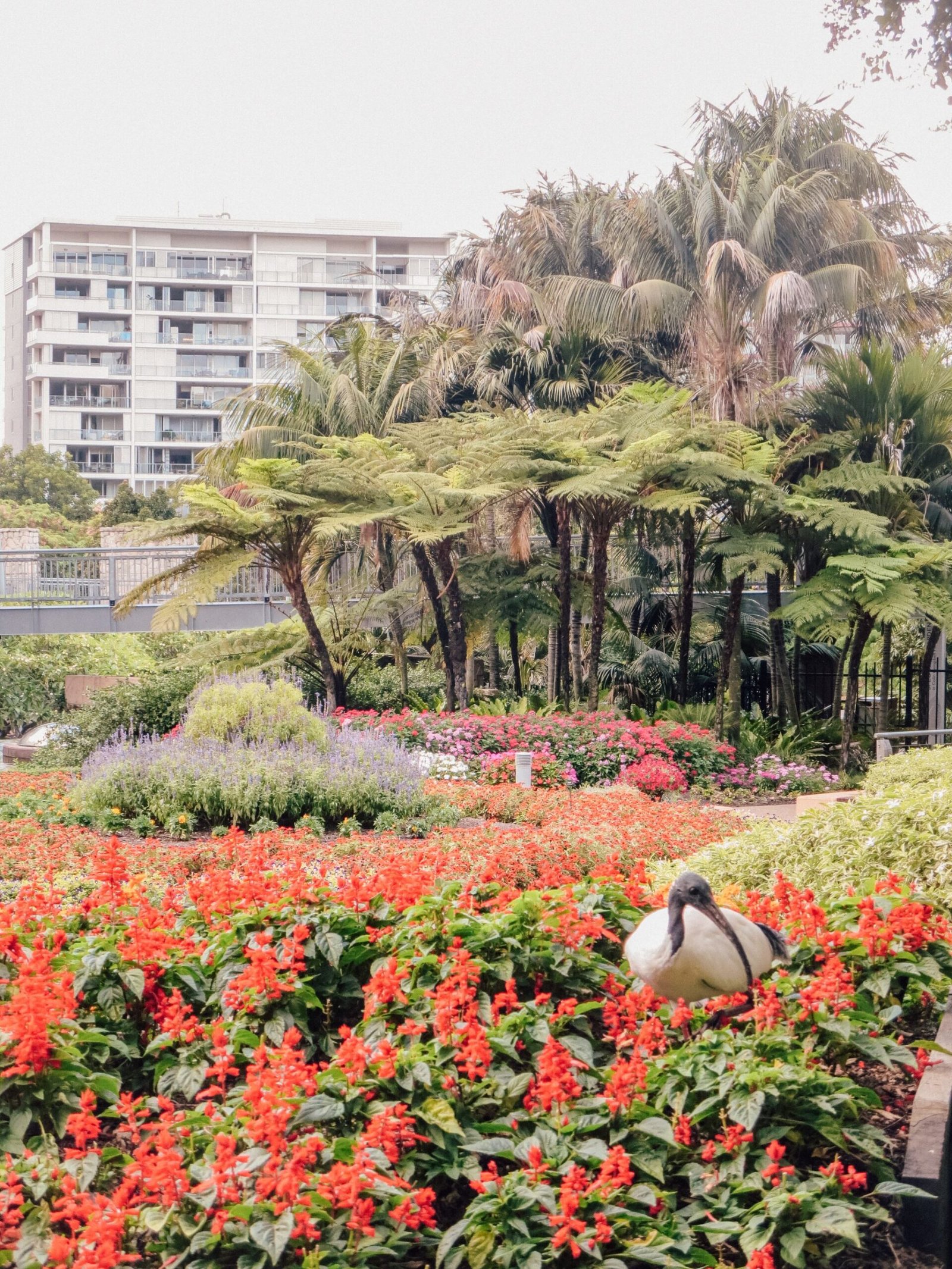 jana meerman brisbane (5)