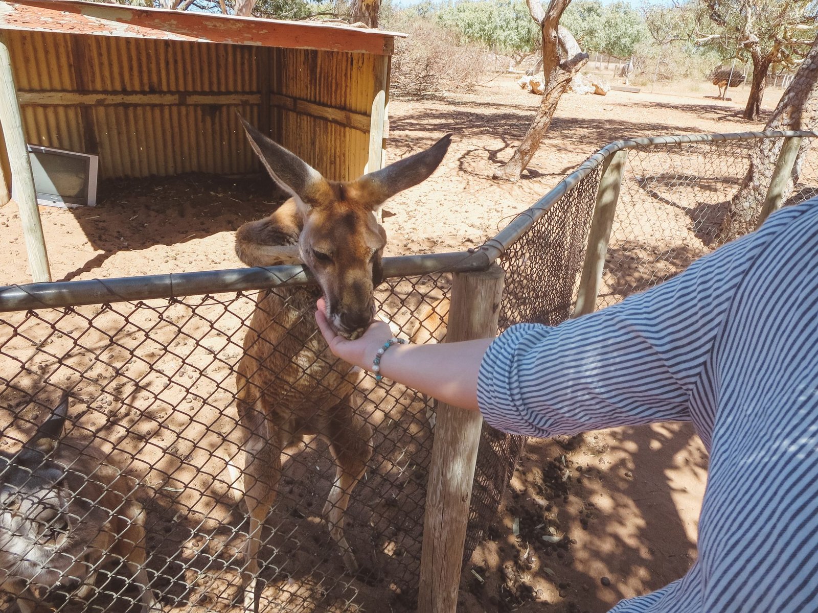 jana meerman greenough wildlife park australia kangaroo (1)