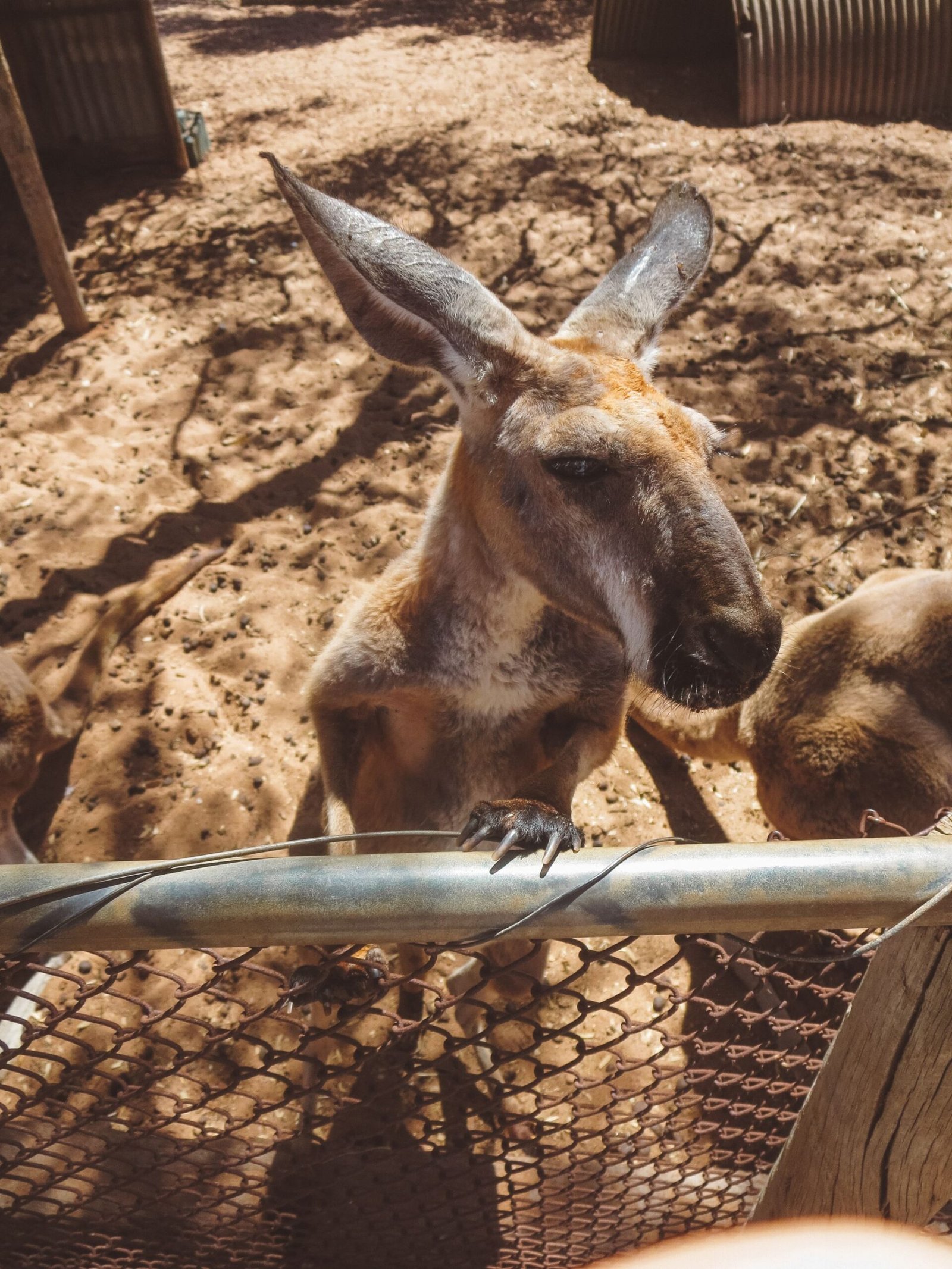 jana meerman greenough wildlife park australia kangaroo (1)