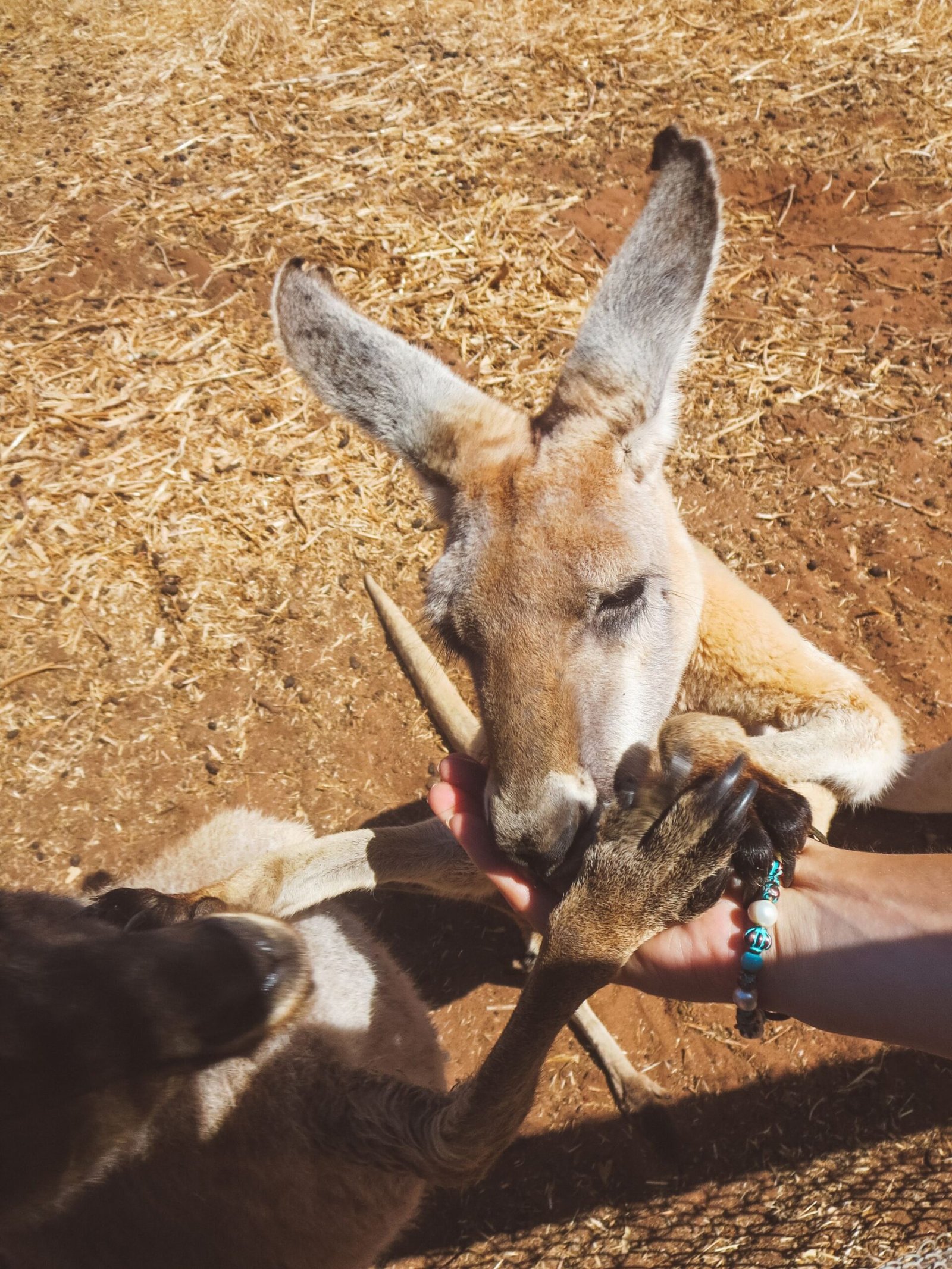 jana meerman greenough wildlife park australia kangaroo (1)