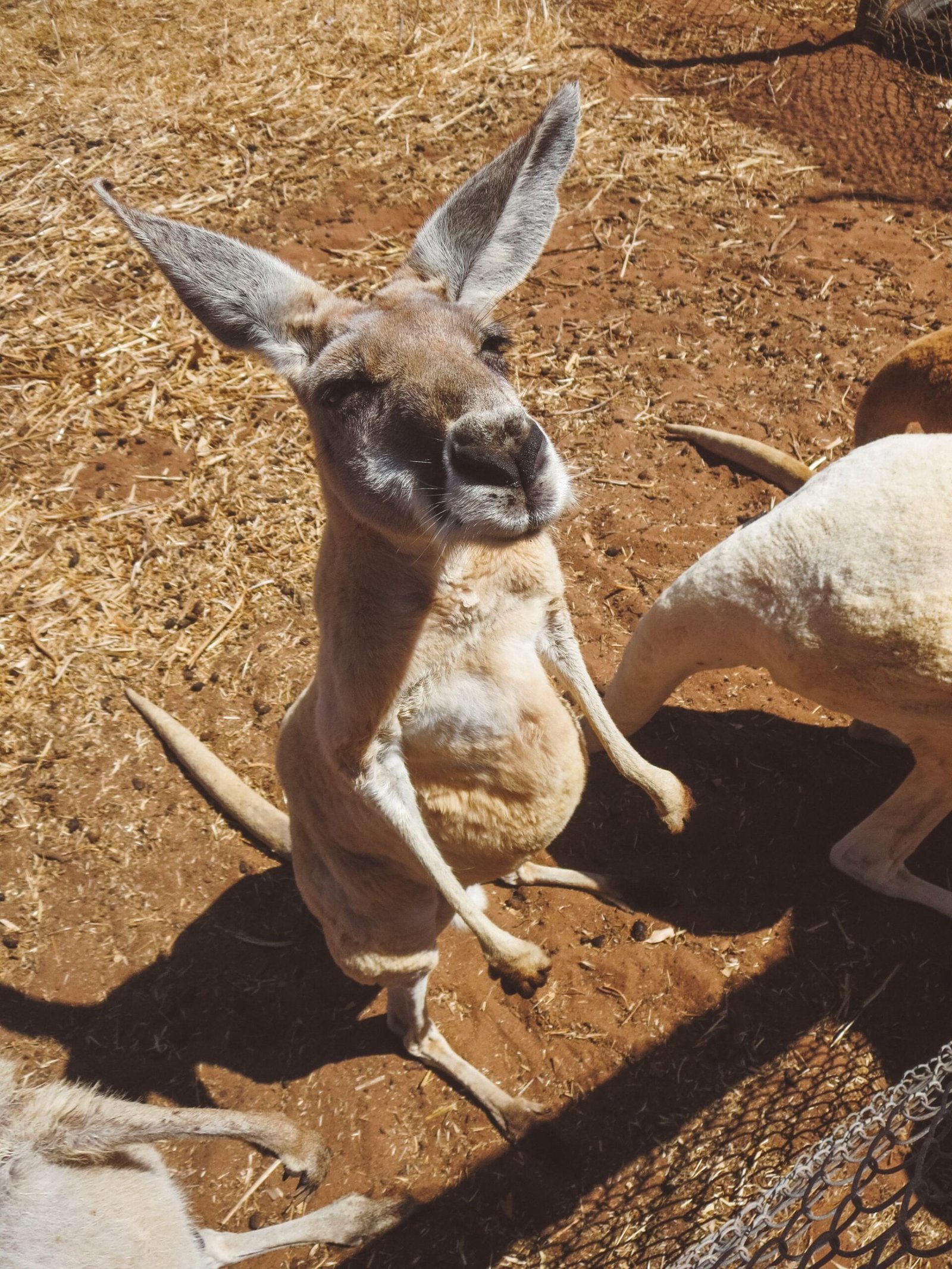 jana meerman greenough wildlife park australia kangaroo (7)