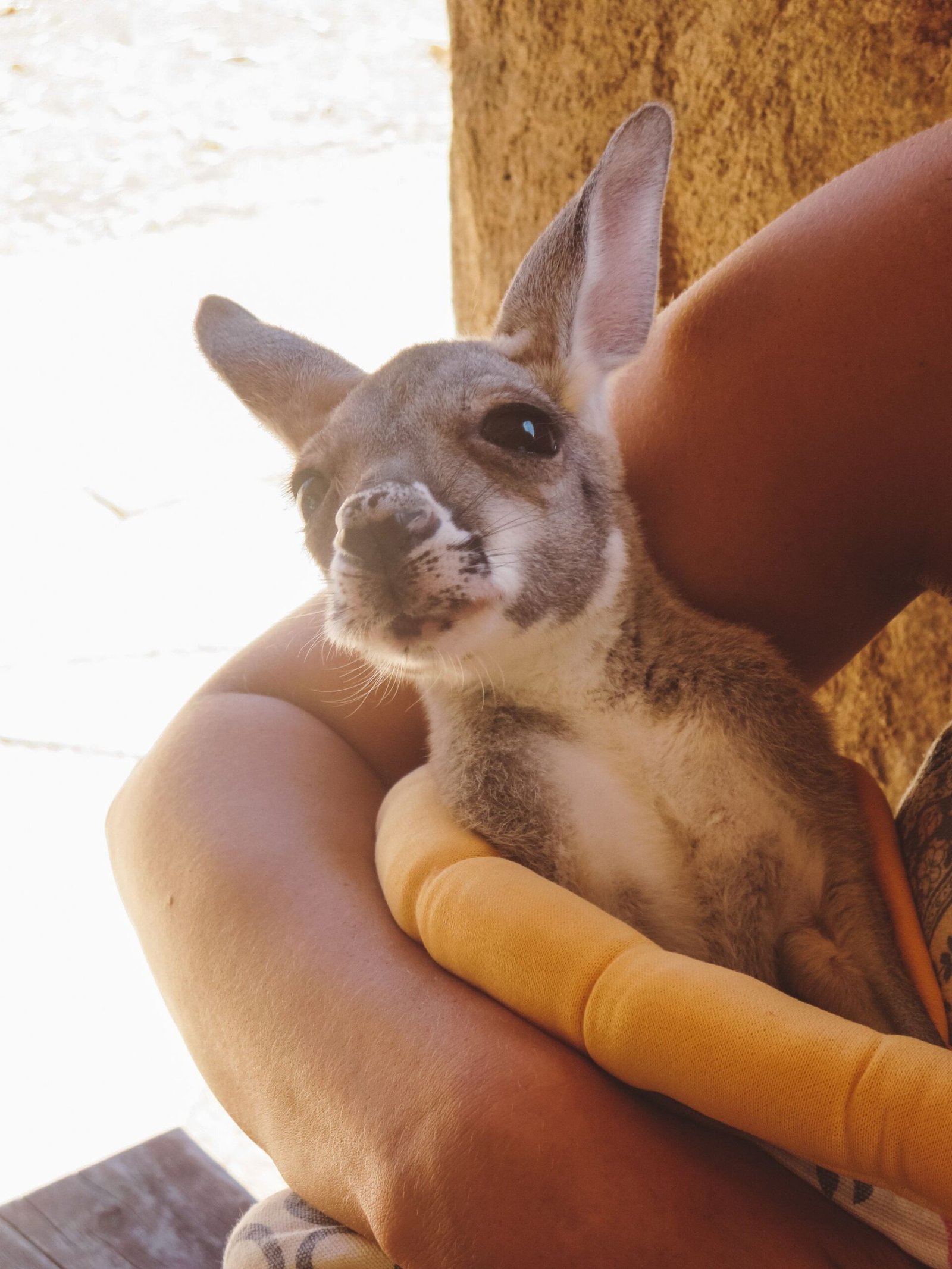 jana meerman greenough wildlife park australia kangaroo (1)