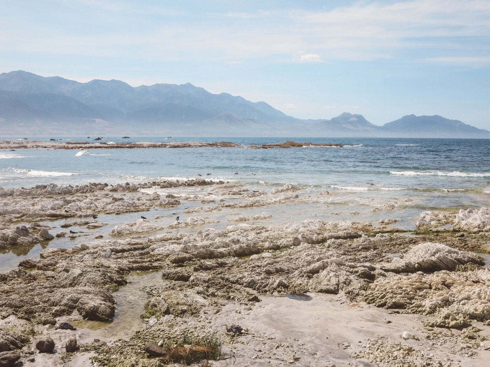 jana meerman kaikoura (7)