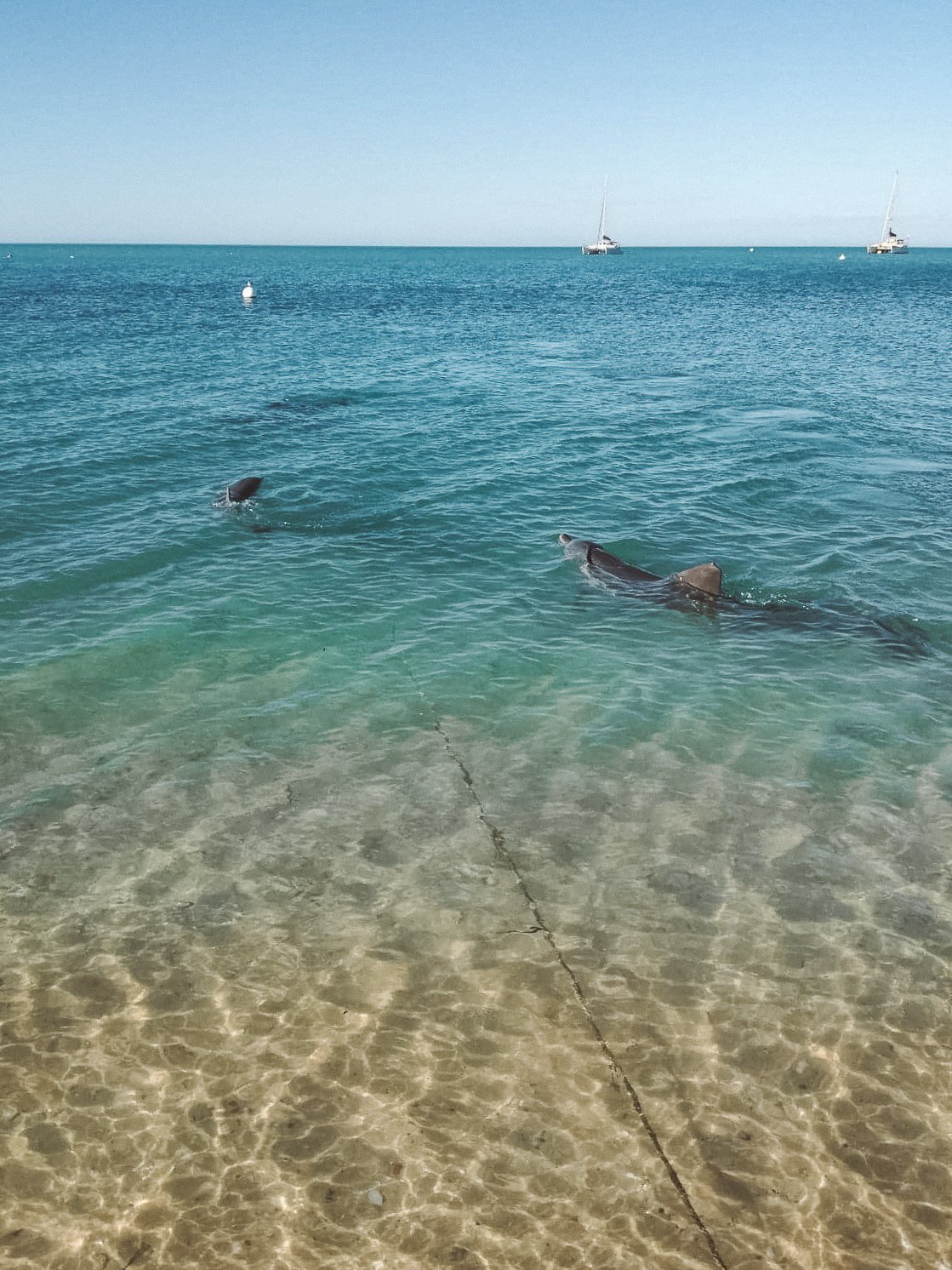 jana meerman monkey mia dolphins (4)
