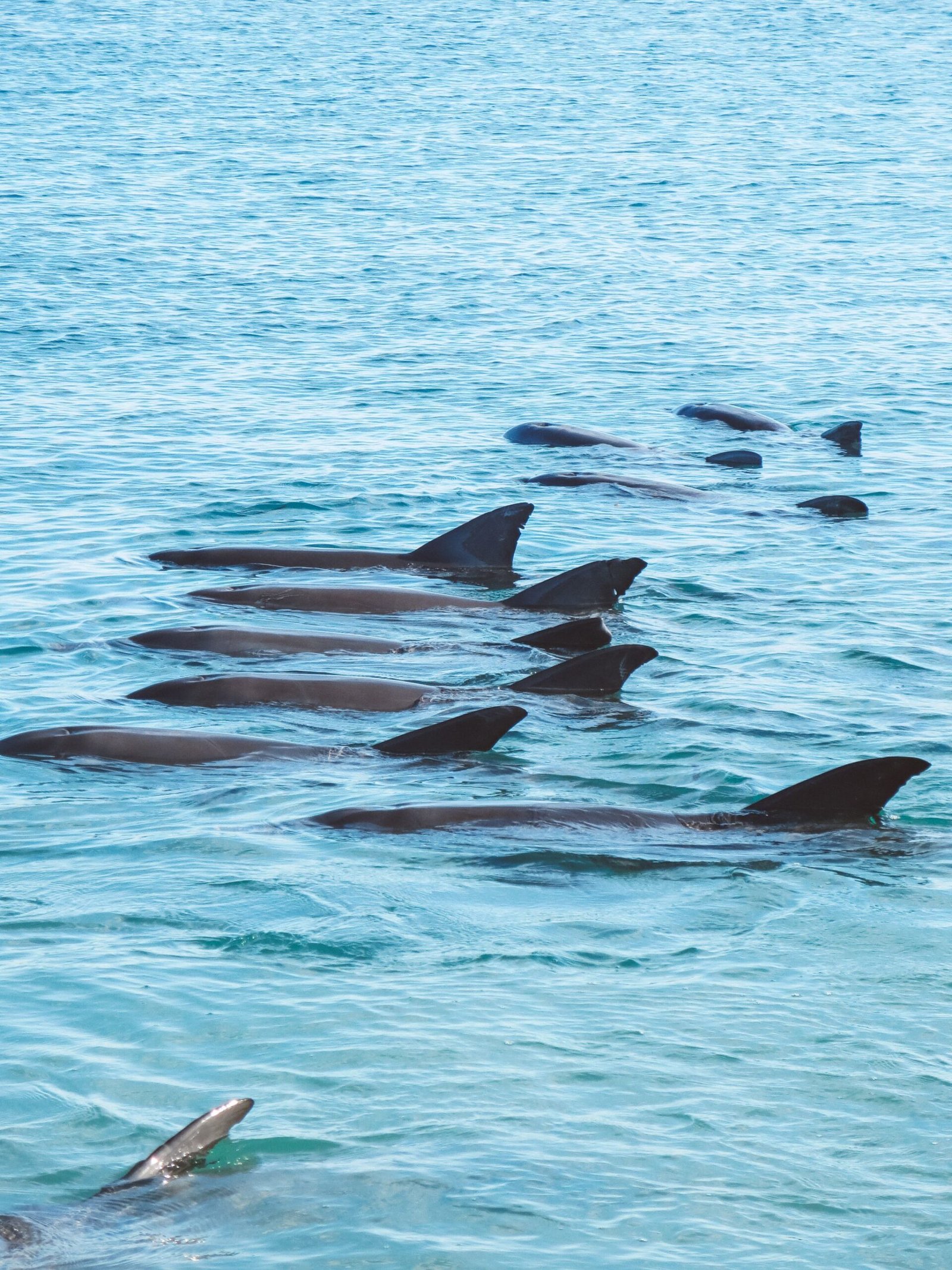 jana meerman monkey mia dolphins (3)