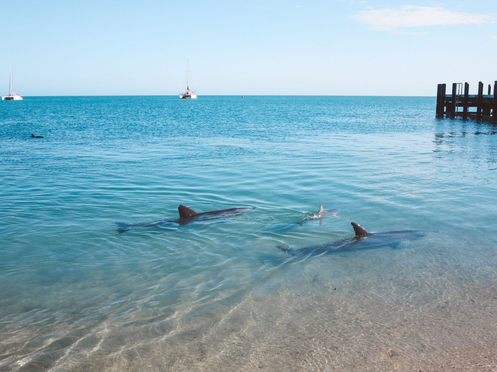 jana meerman monkey mia dolphins (4)