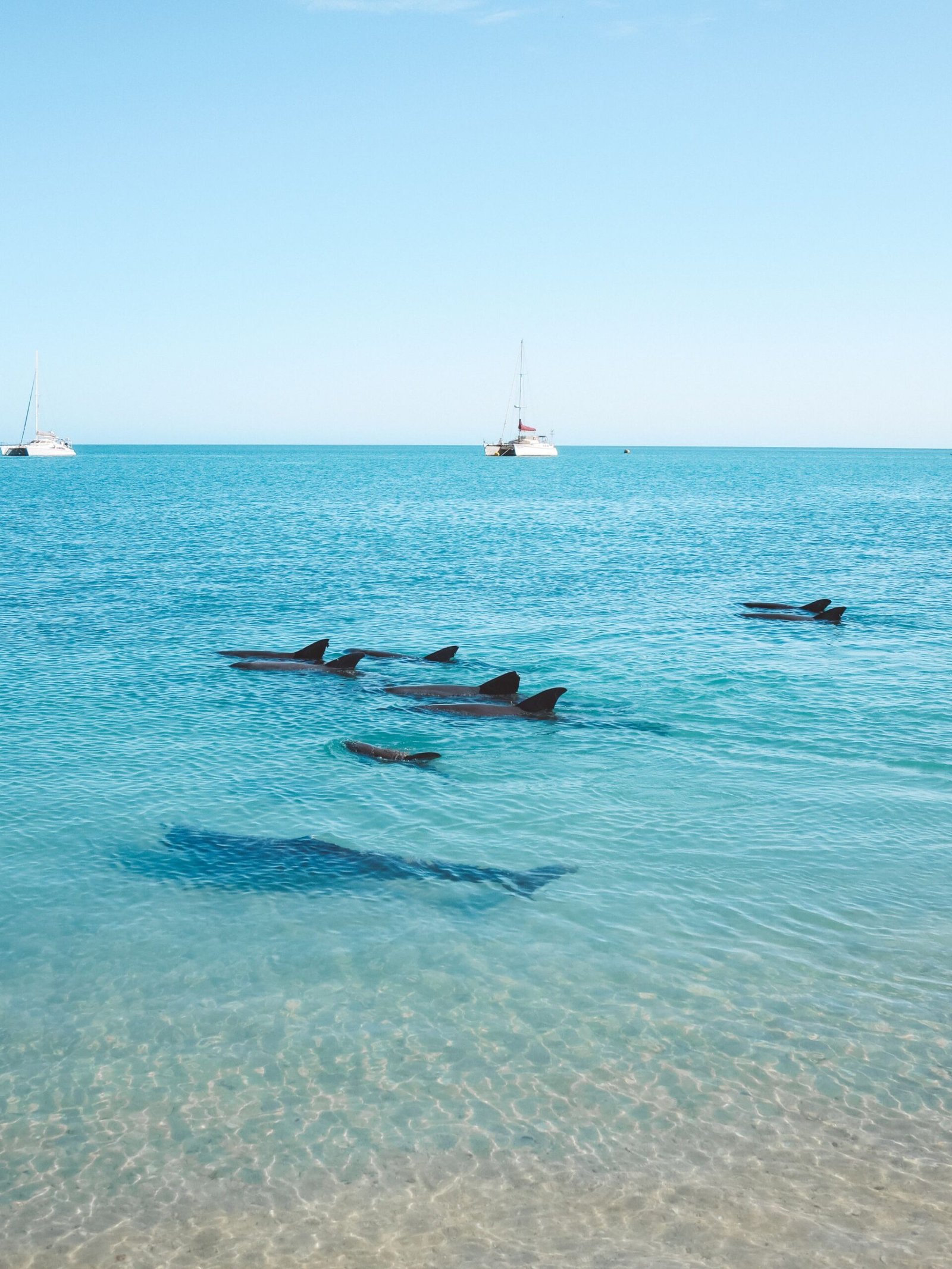 jana meerman monkey mia dolphins (3)