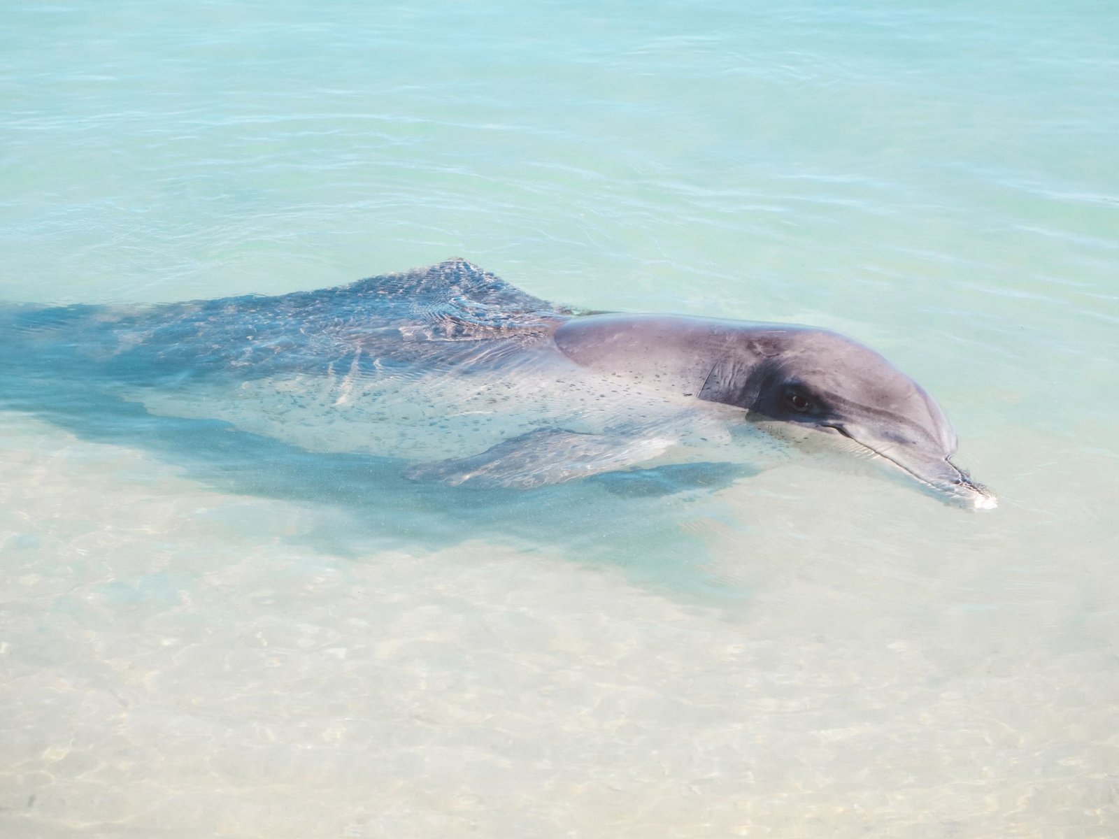 jana meerman monkey mia dolphins (4)