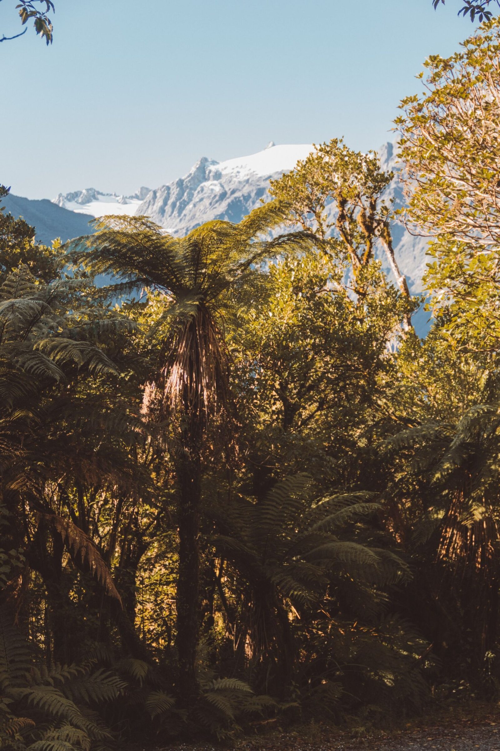 jana meerman robert's point franz josef (15)