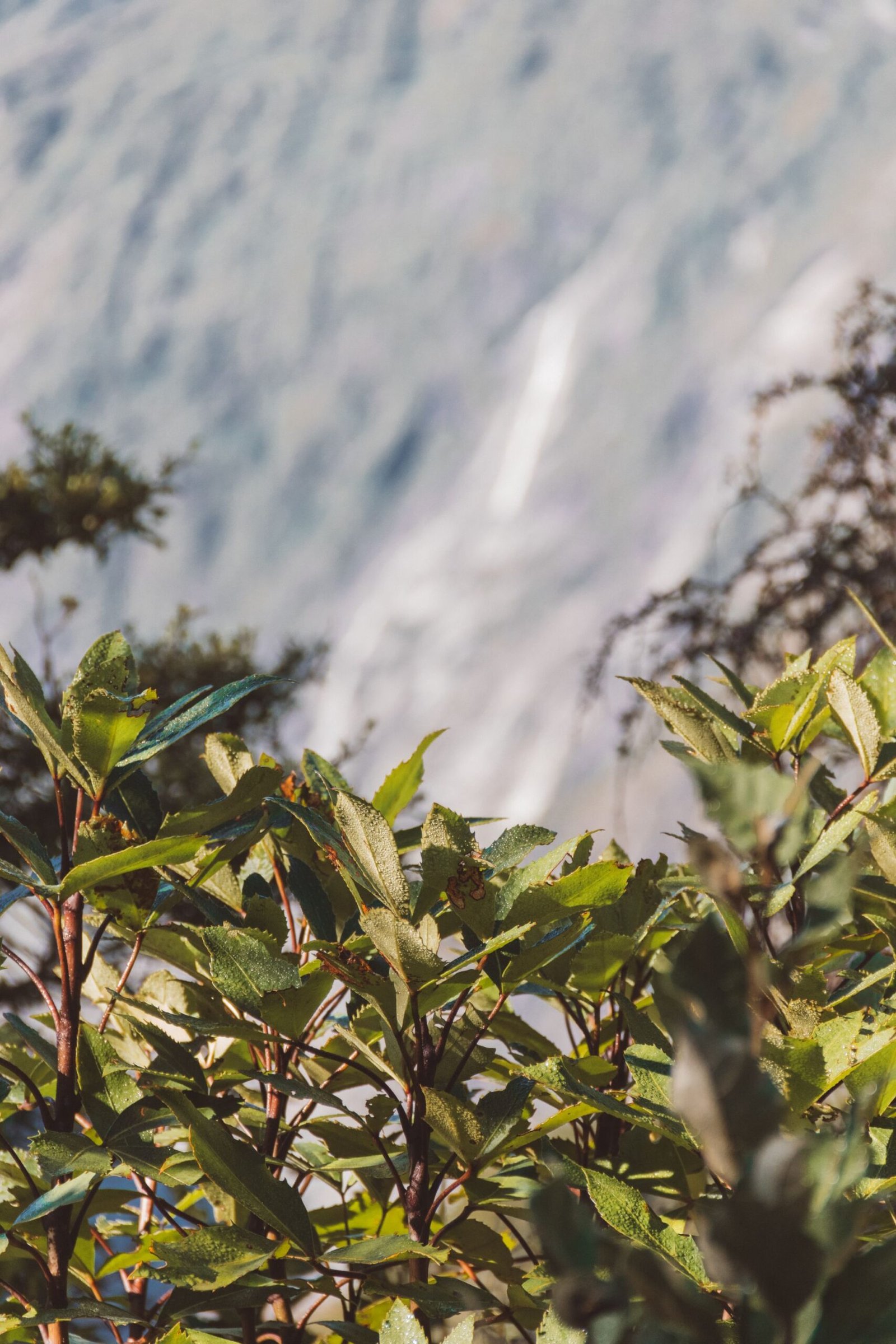 jana meerman robert's point franz josef (22)