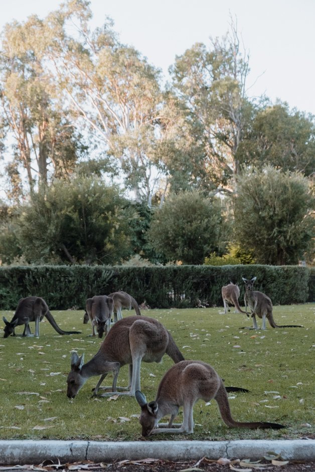 jana meerman yanchep national park kangaroos australia-1