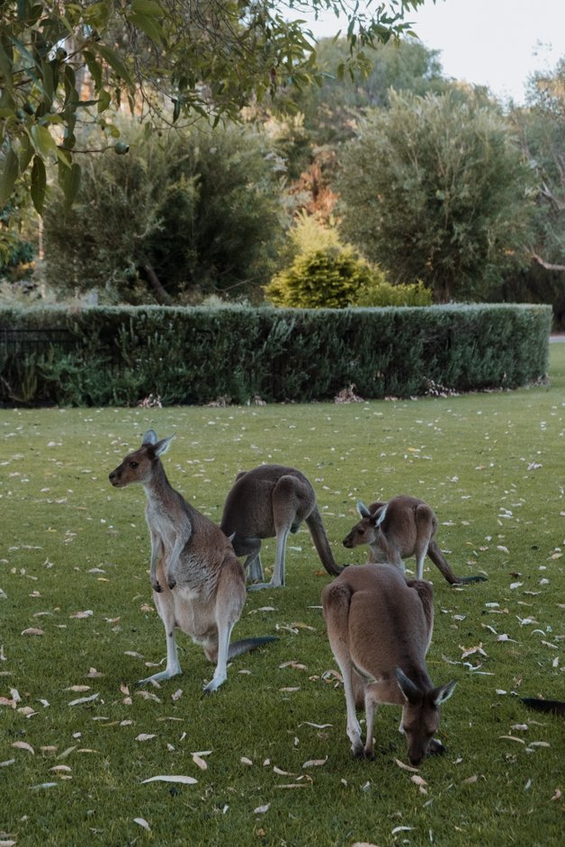 jana meerman yanchep national park kangaroos australia-1