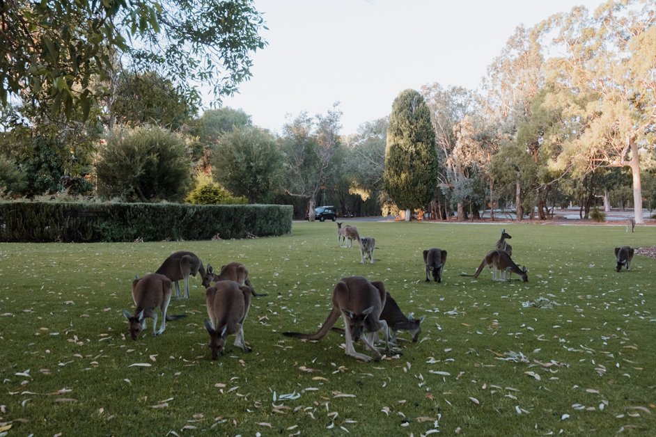 jana meerman yanchep national park kangaroos australia-1