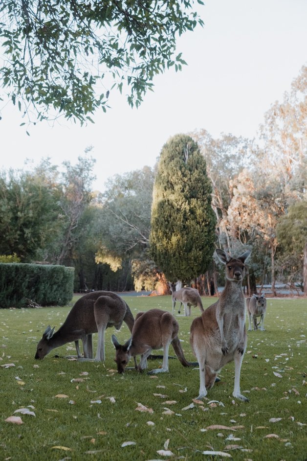 jana meerman yanchep national park kangaroos australia-1