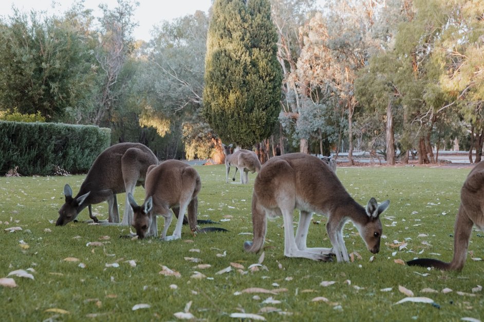 jana meerman yanchep national park kangaroos australia-1