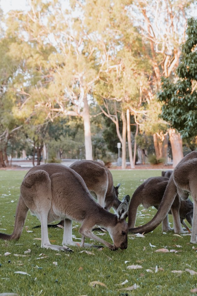 jana meerman yanchep national park kangaroos australia-1