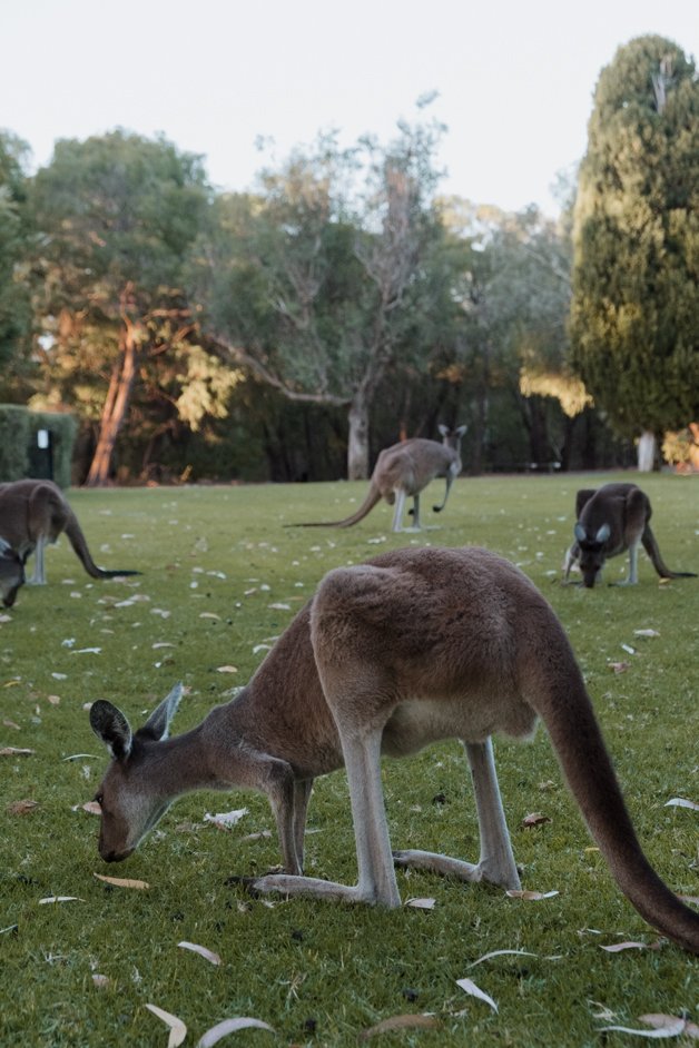 jana meerman yanchep national park kangaroos australia-1