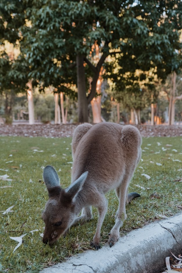 jana meerman yanchep national park kangaroos australia-1