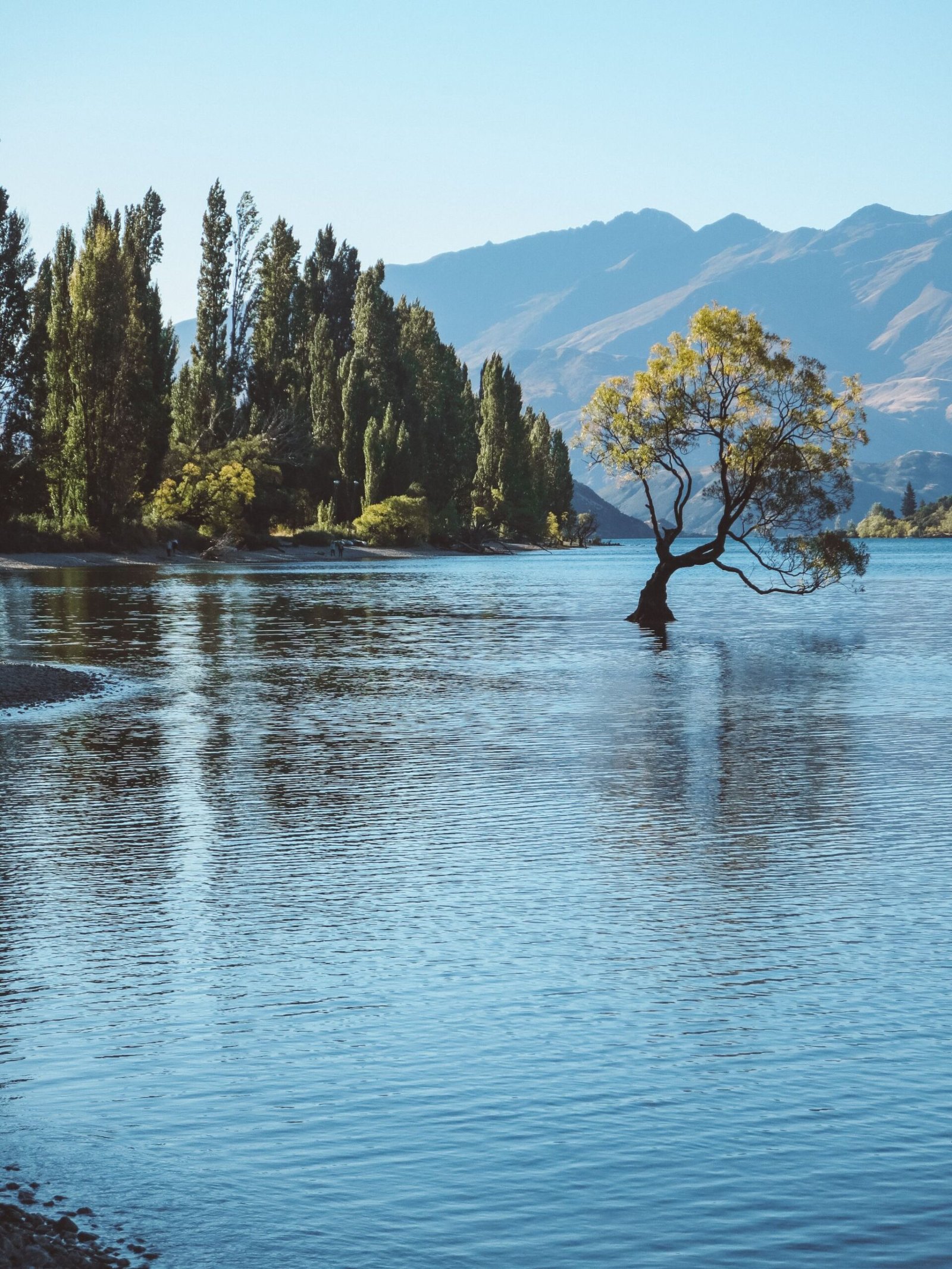 jana meerman lake wanaka that wanaka tree (2)