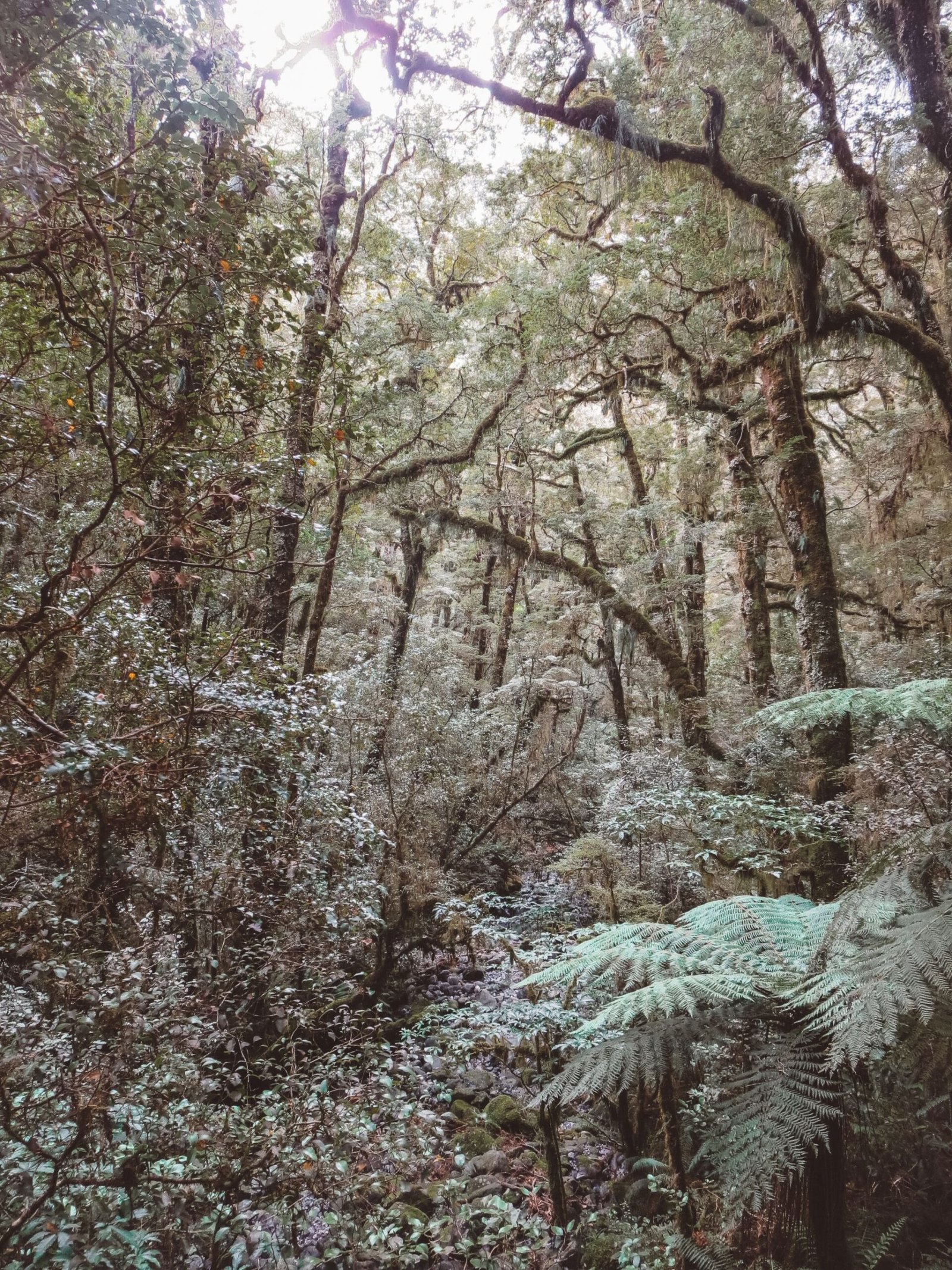 jana meerman milford sound (1)