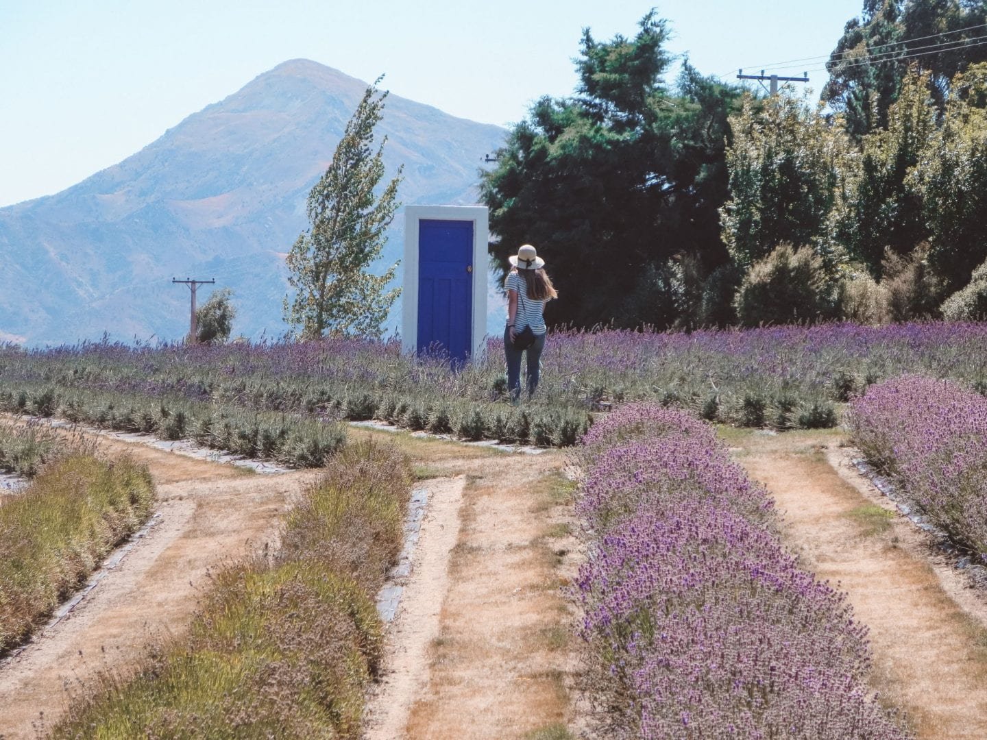 jana meerman wanaka lavender farm (11)